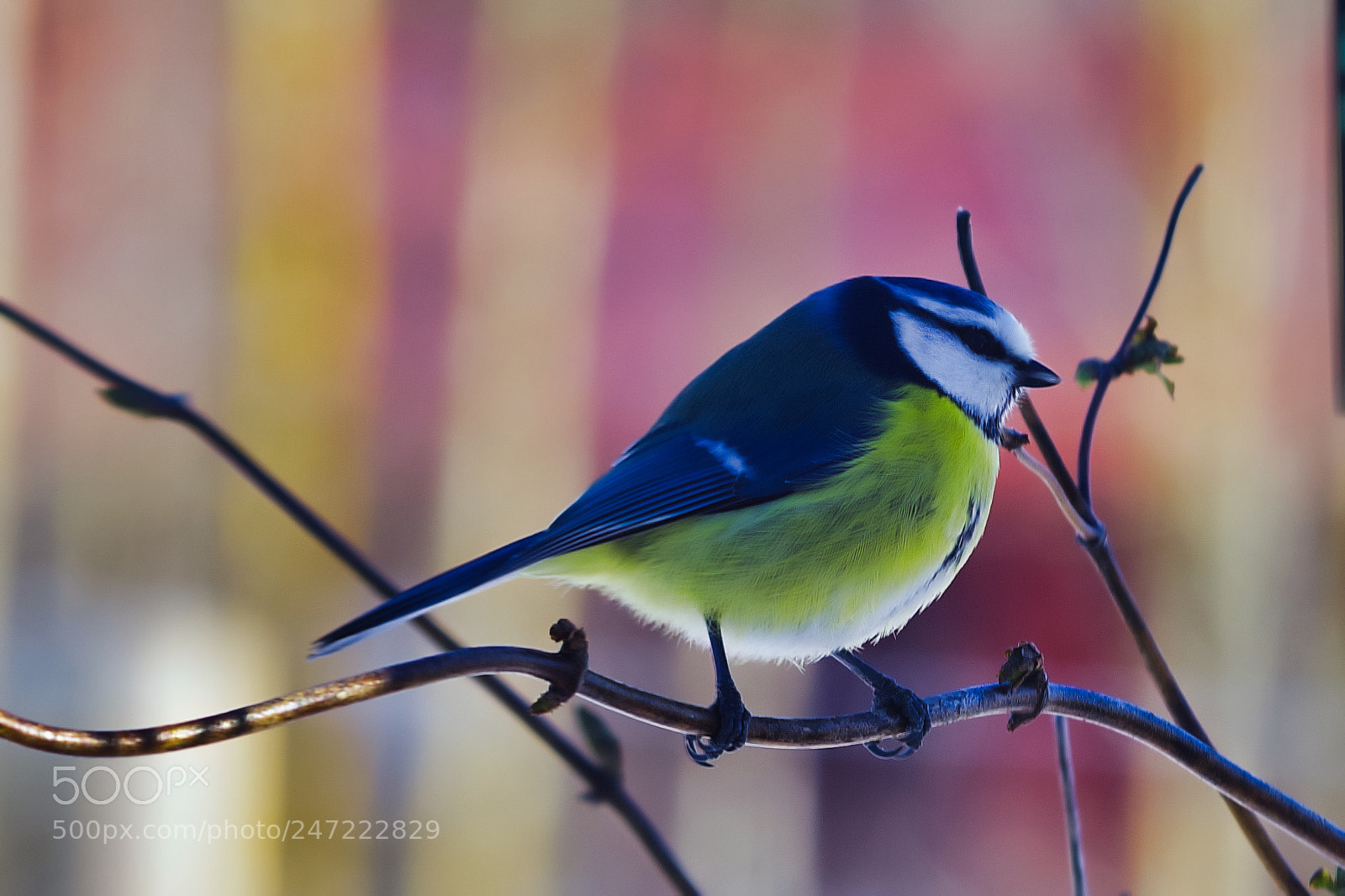 Pentax K-1 sample photo. Bluetit photography