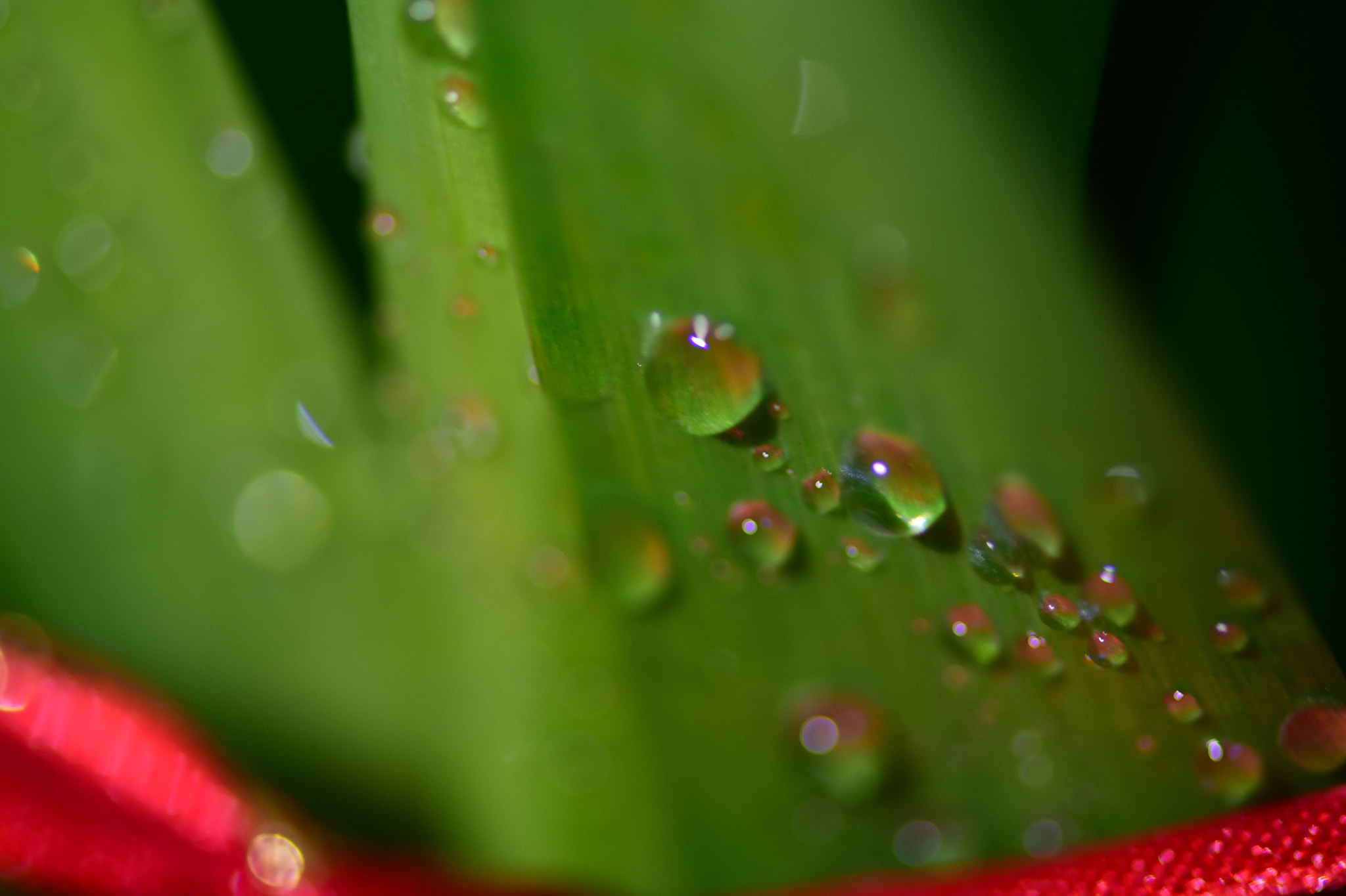 Nikon AF-S Micro-Nikkor 105mm F2.8G IF-ED VR sample photo. Water drops on the leaf photography