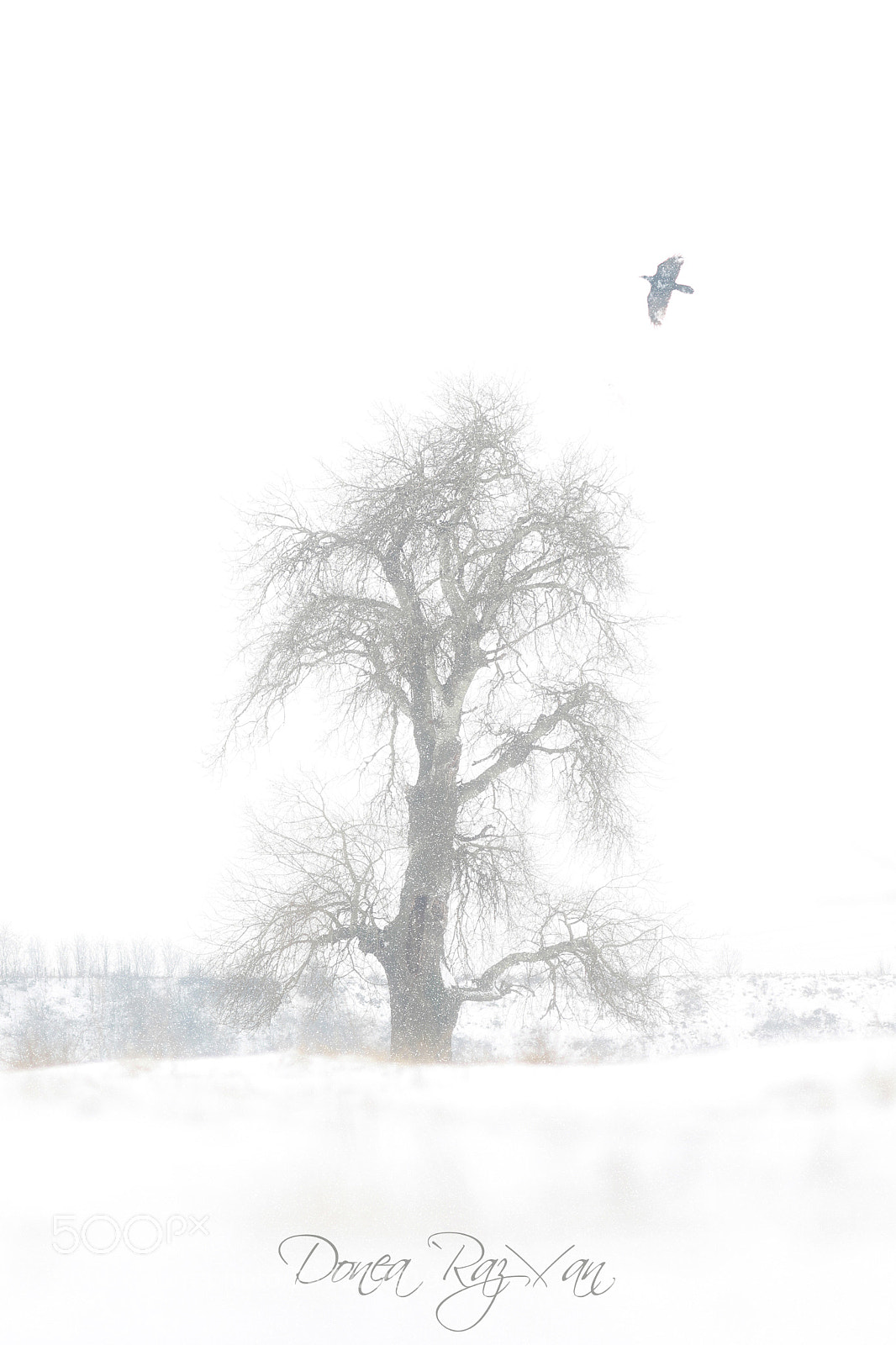 Canon EOS 7D Mark II sample photo. Blizzard day photography