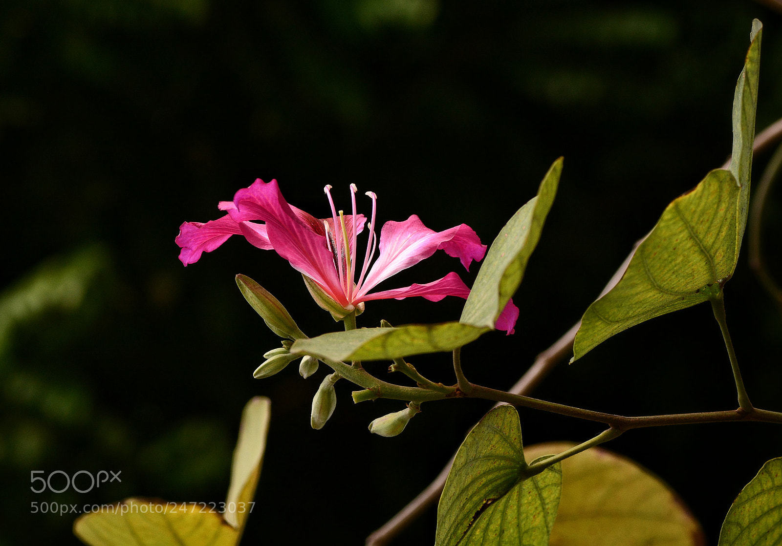 Nikon D7100 sample photo. Untitled photography