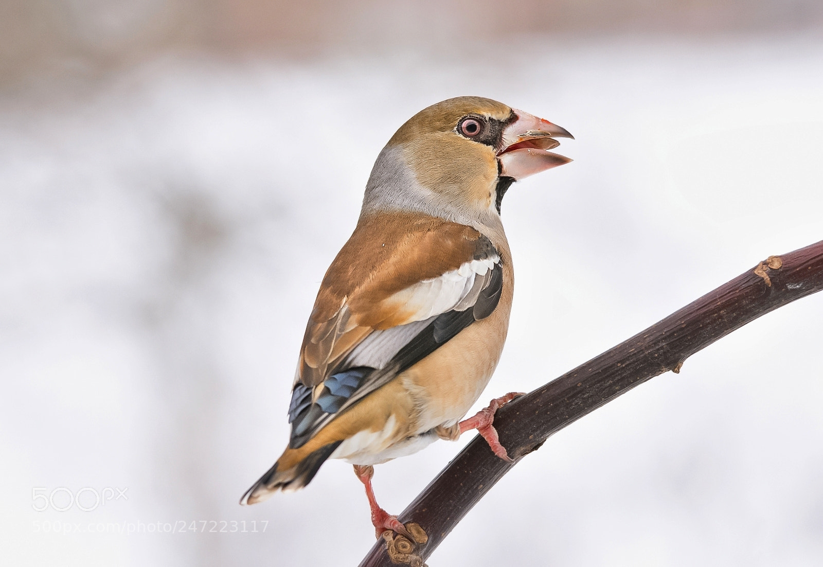 Nikon D7200 sample photo. Hawfinch photography