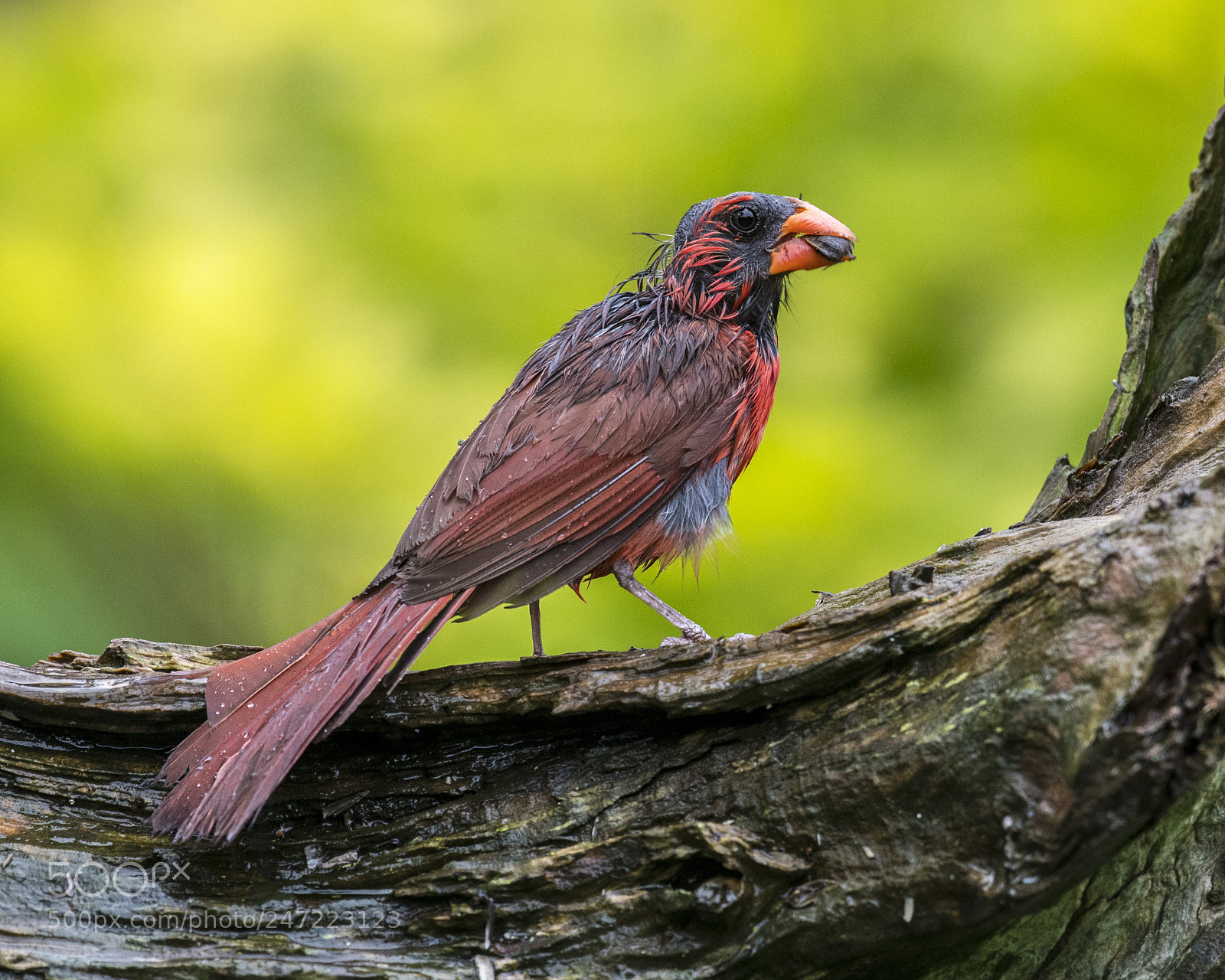 Nikon D500 sample photo. Wet and hungry photography