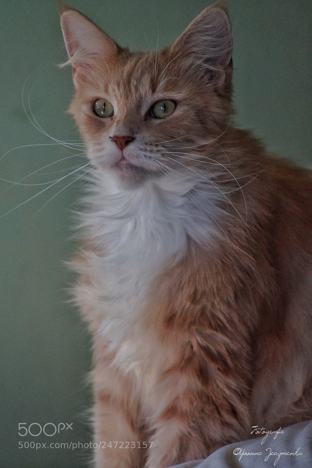 Sony SLT-A58 sample photo. Sina ❤ photography