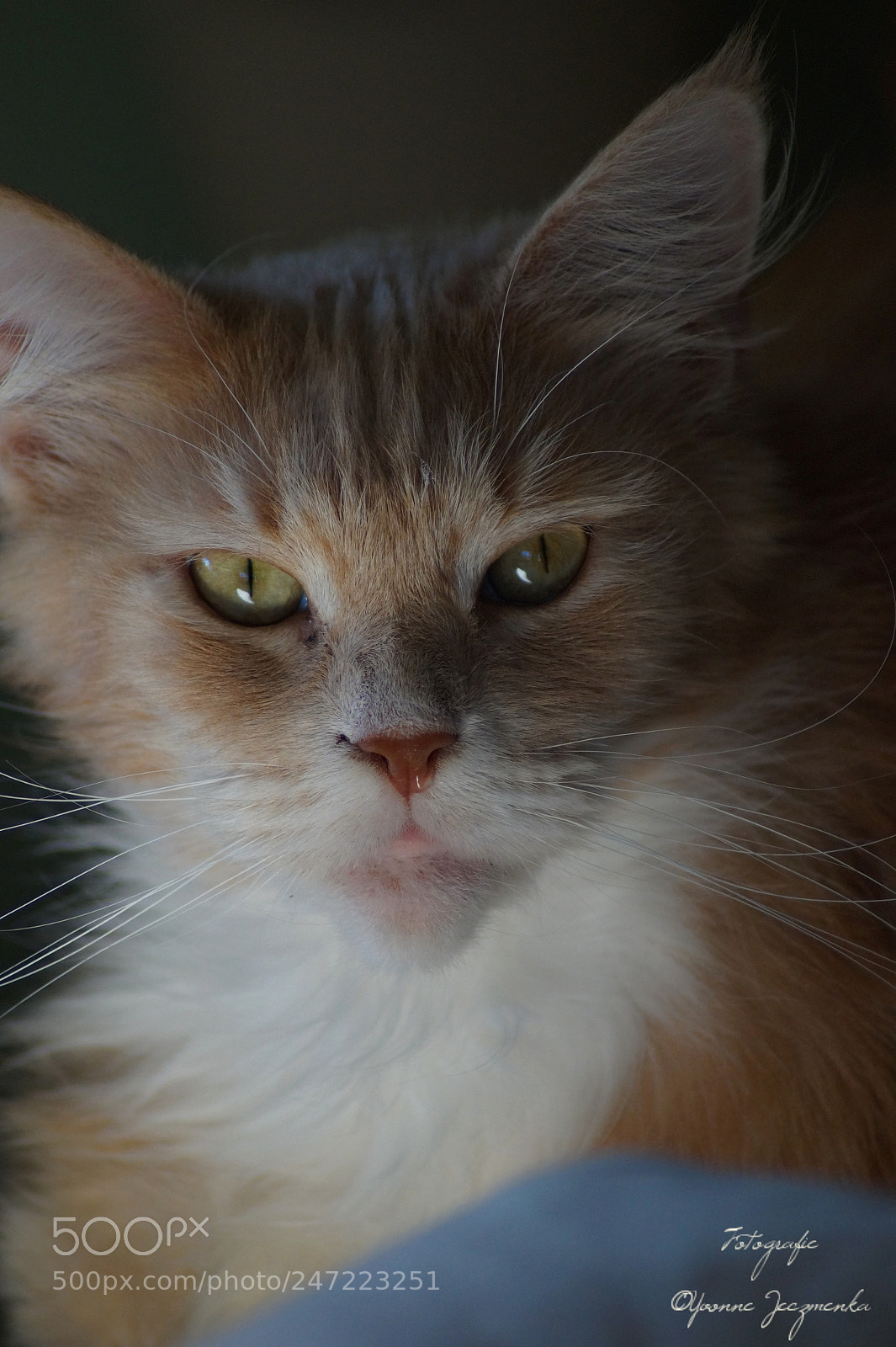 Sony SLT-A58 sample photo. Sinchen ❤ photography