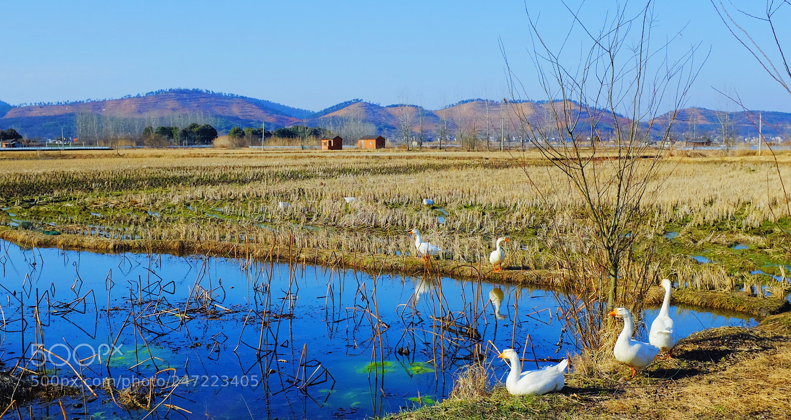 Fujifilm X100S sample photo. Goose photography