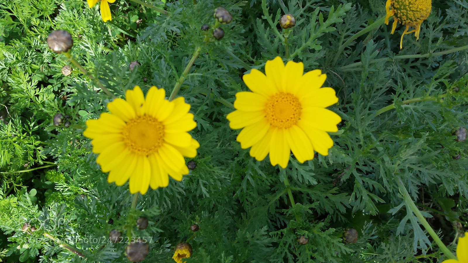 Samsung Galaxy S4 sample photo. Duo photography
