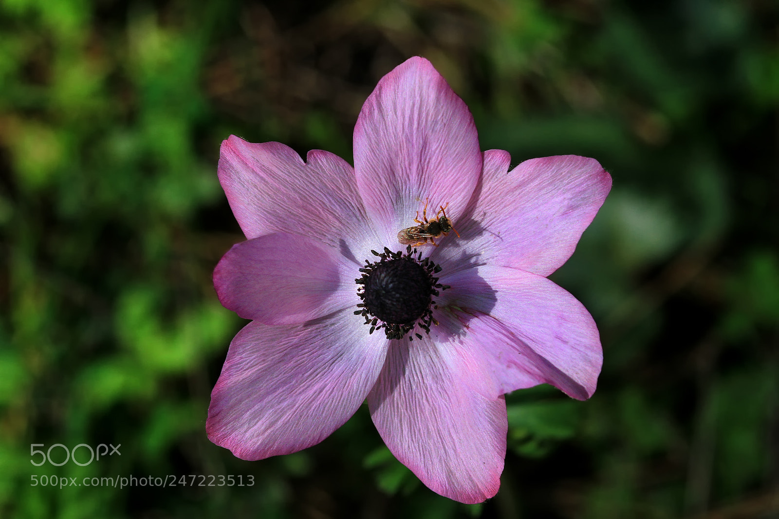 Canon EOS 7D sample photo. Anemone photography