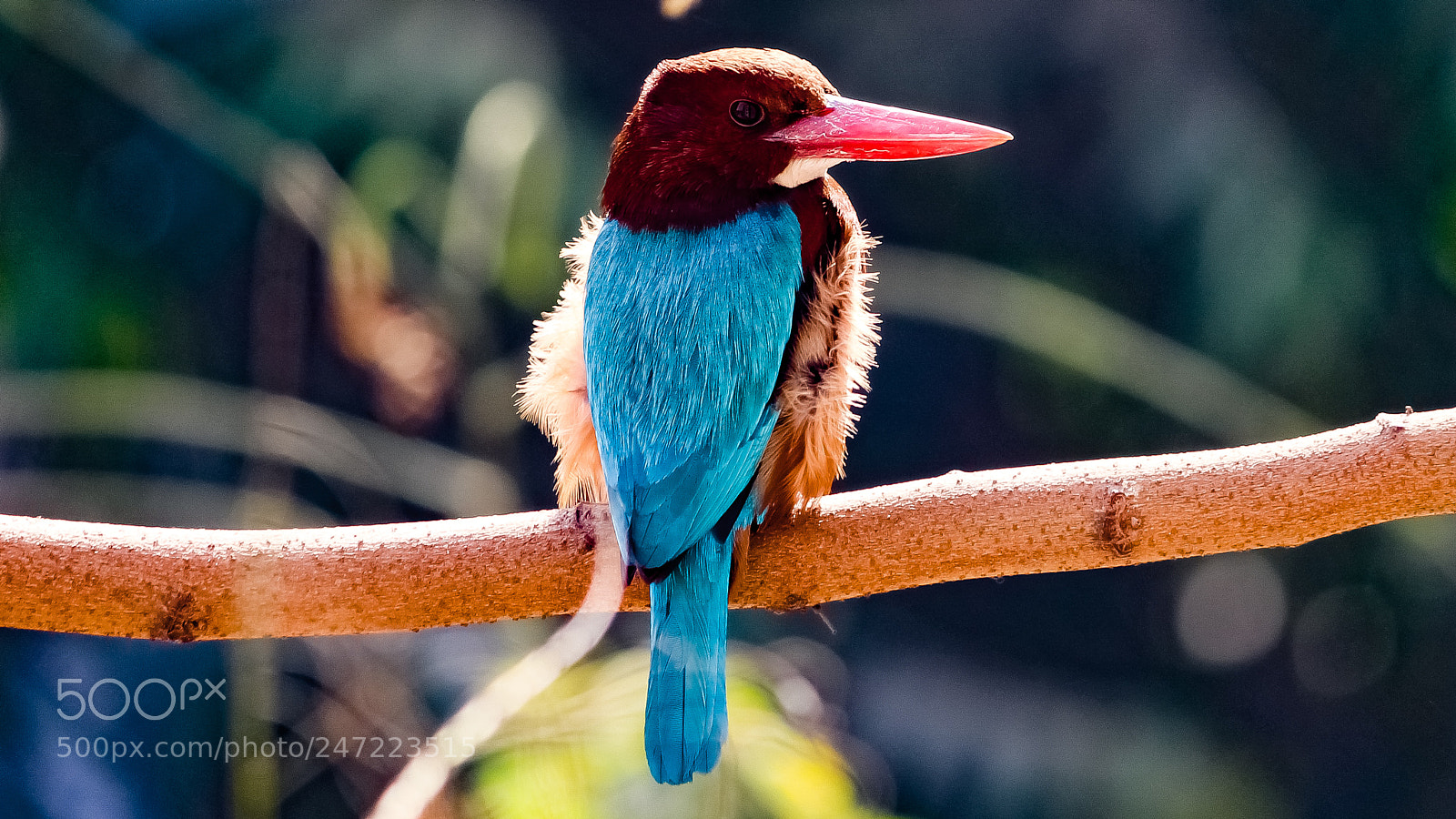 Canon EOS 700D (EOS Rebel T5i / EOS Kiss X7i) sample photo. White throated kingfisher photography