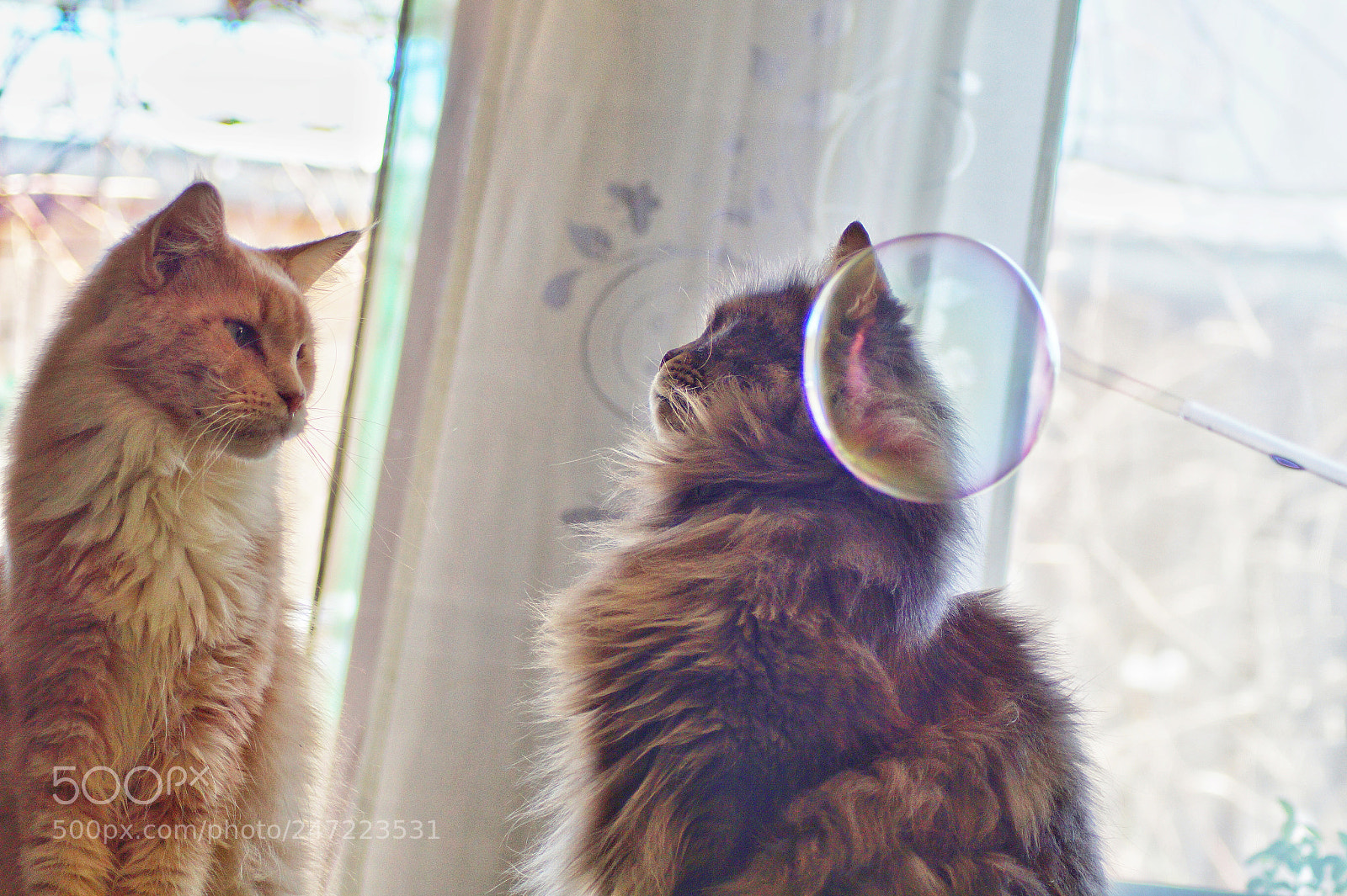 Sony SLT-A58 sample photo. Rocco und kimberly photography