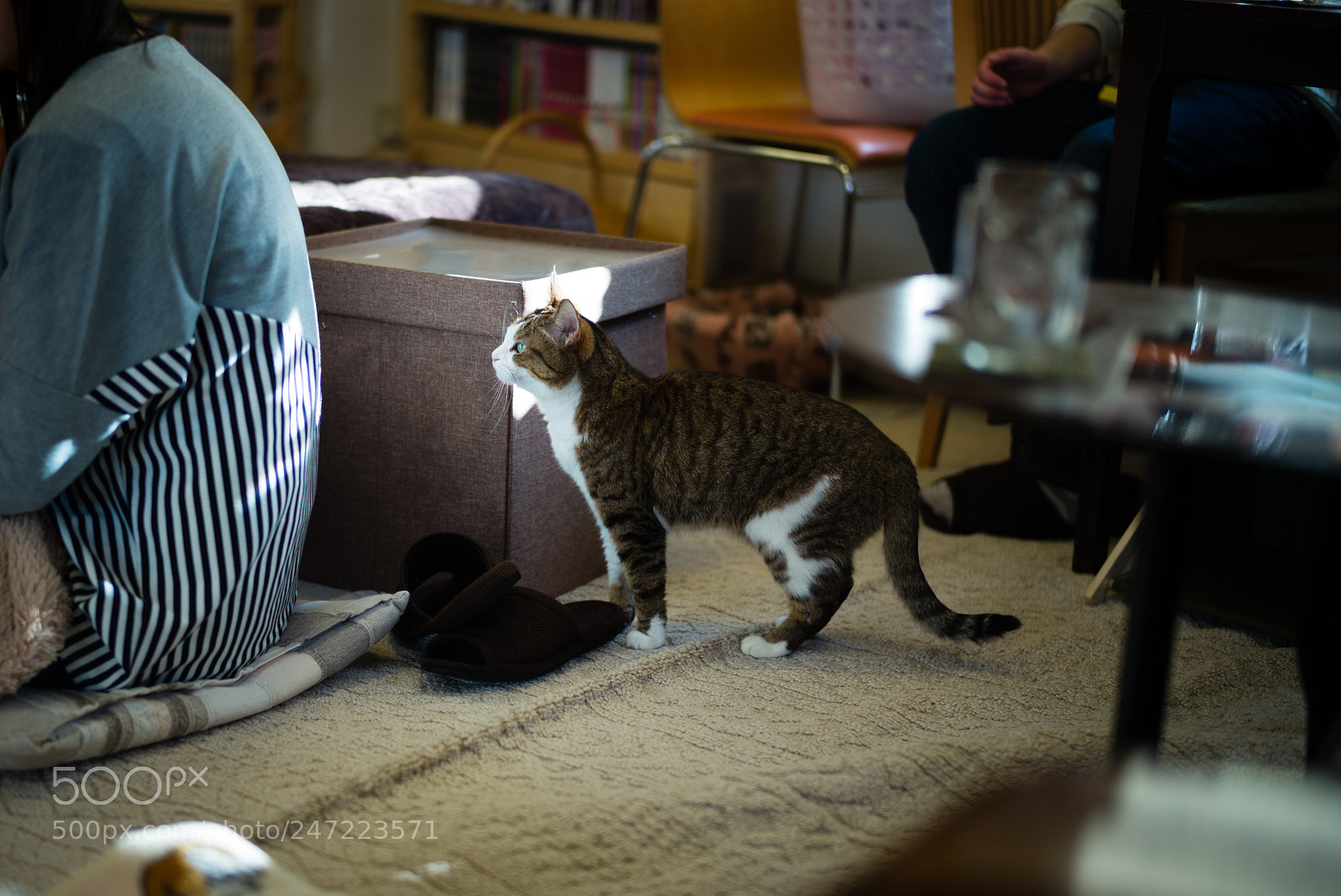 Leica M (Typ 240) sample photo. Cat cafe photography