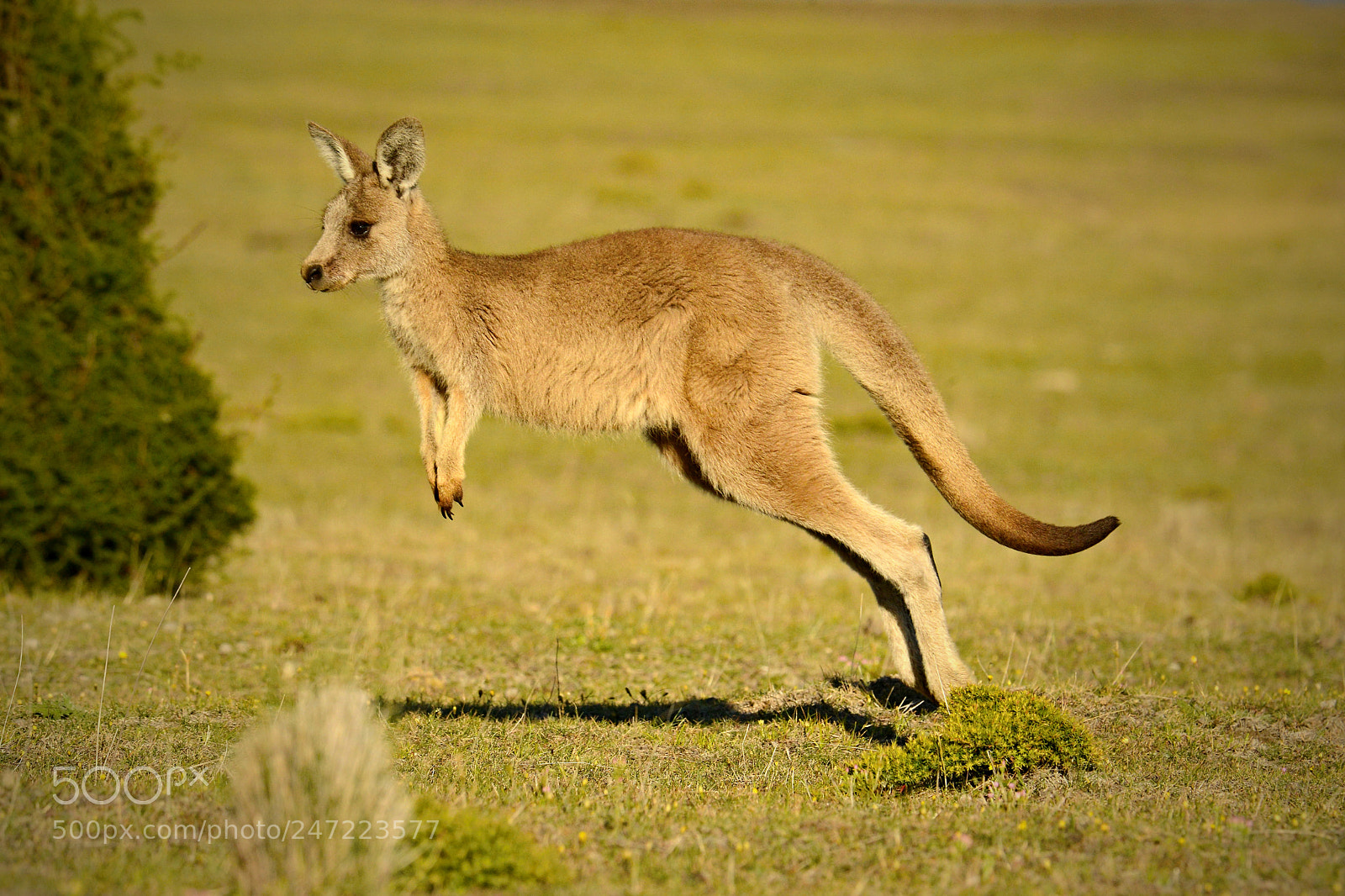 Nikon D800E sample photo. Small kangaroo photography