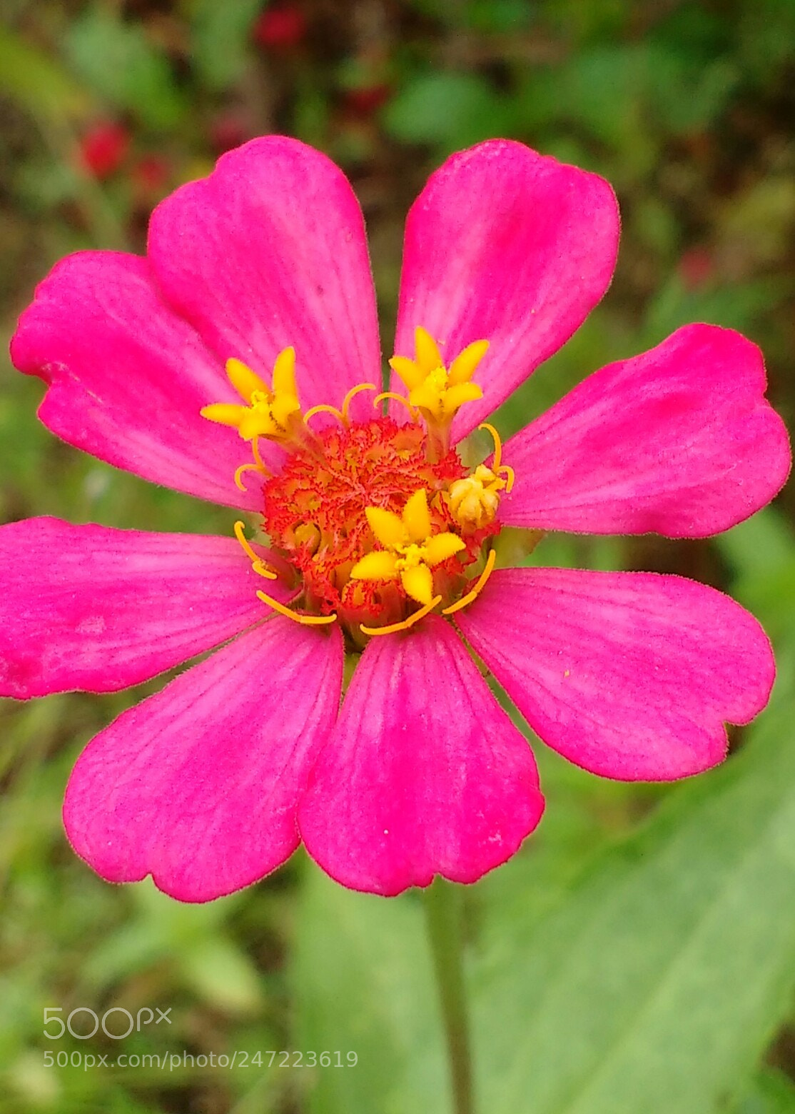 Motorola MotoG3 sample photo. Flowers in flower photography