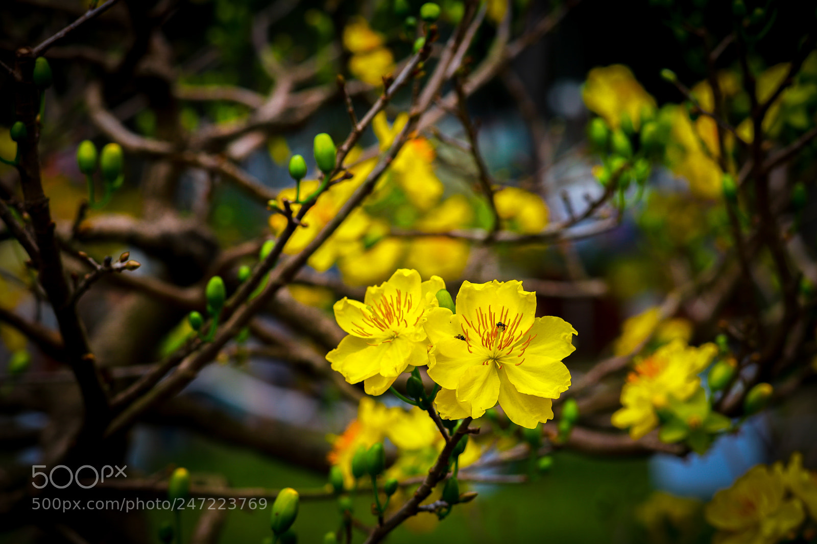 Canon EOS 6D Mark II sample photo. "mai" photography