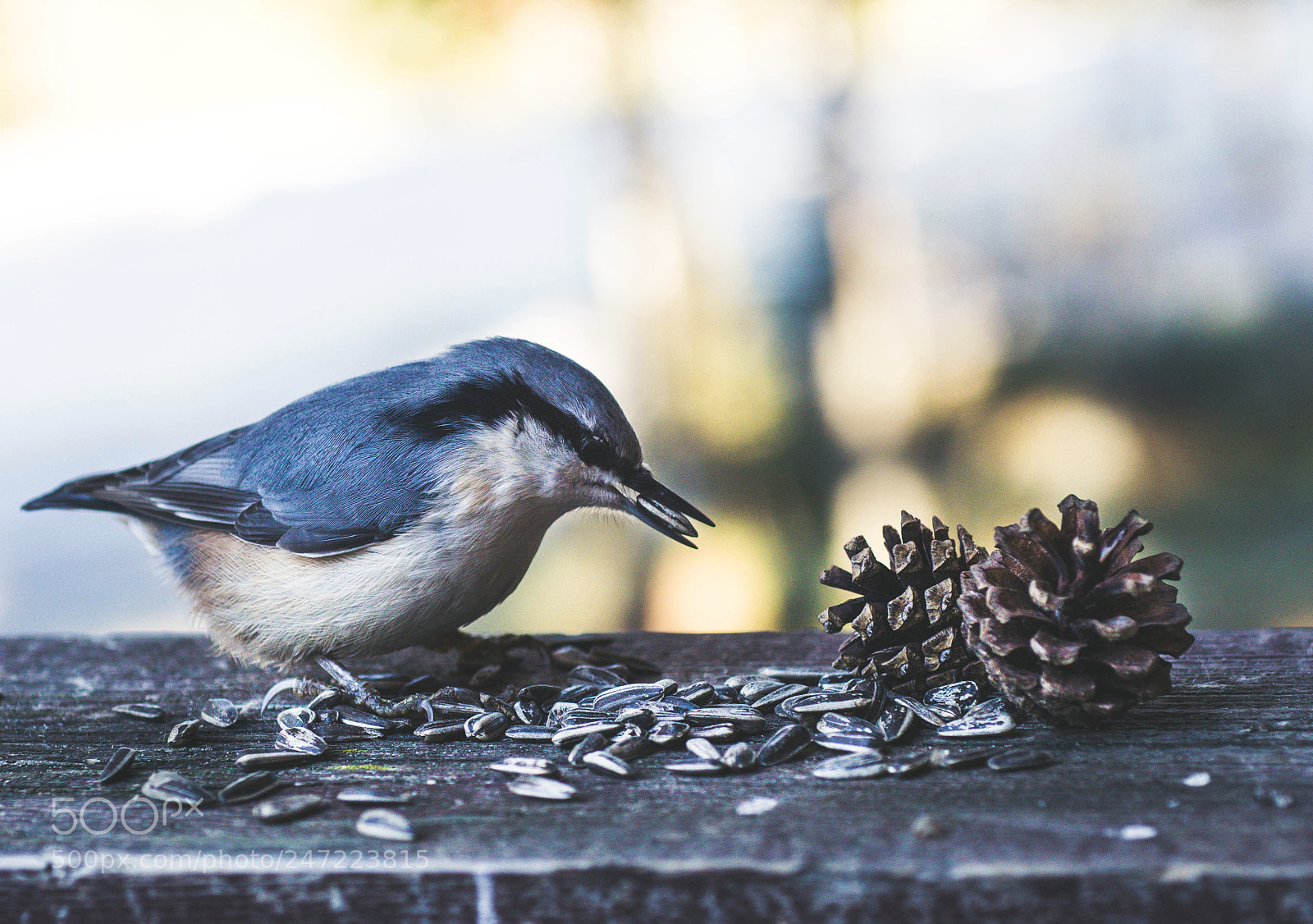 Nikon D7100 sample photo. Winterbird photography