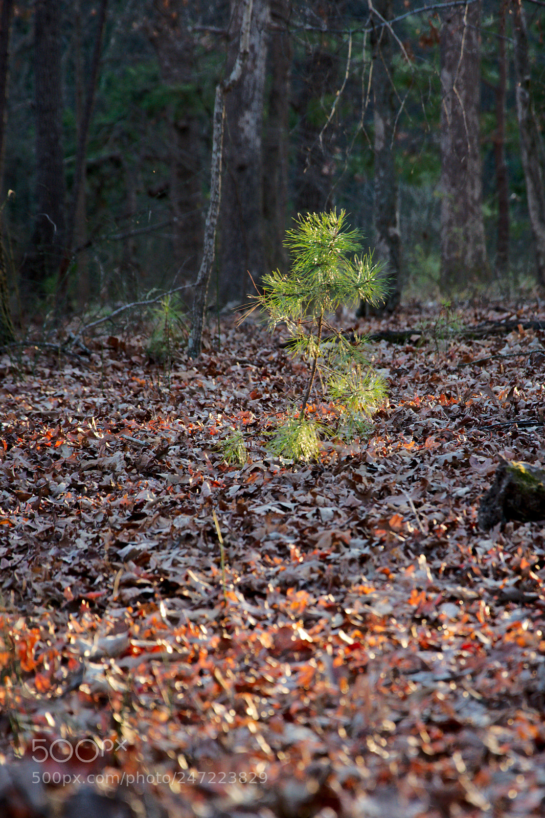 Nikon D5200 sample photo. New growth photography