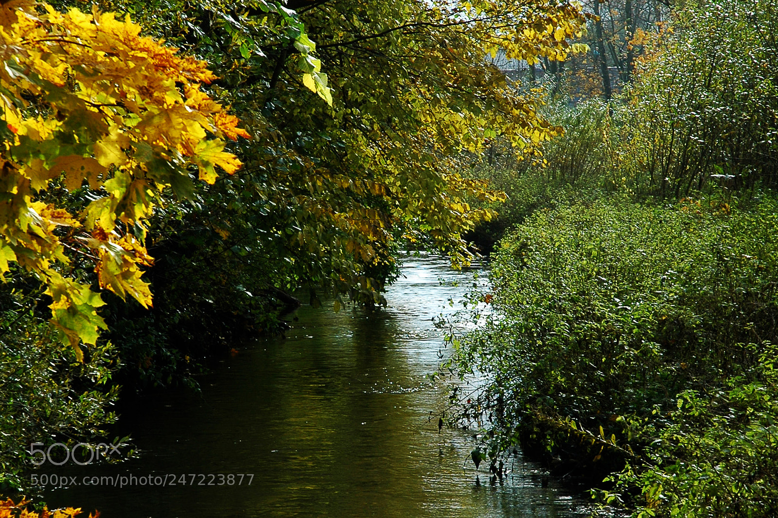 Nikon D70 sample photo. Brook in the old photography