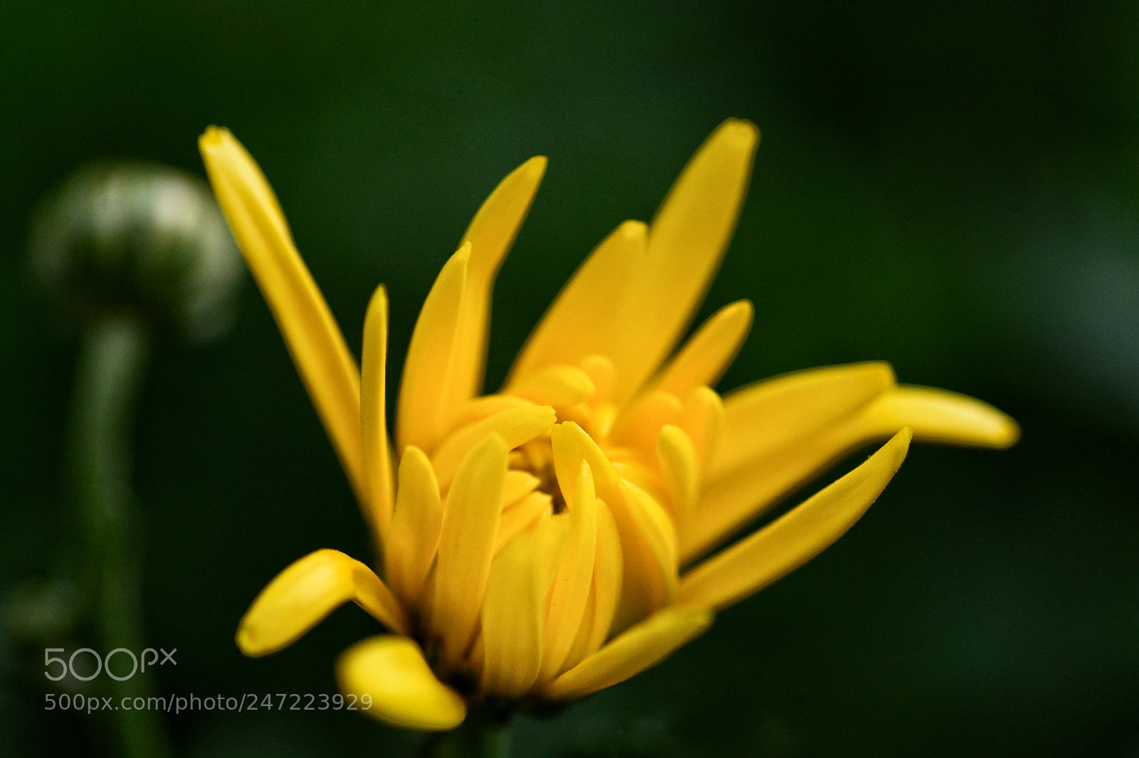 Nikon D7100 sample photo. Untitled photography