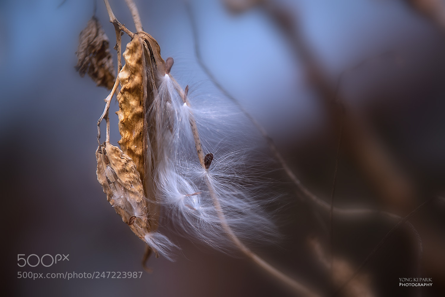 Pentax K-1 sample photo. The milkweed in the photography