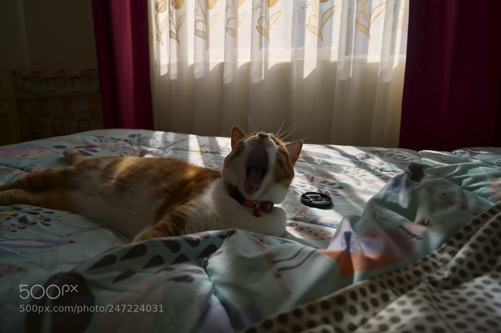 Sony SLT-A37 sample photo. Kitty again photography