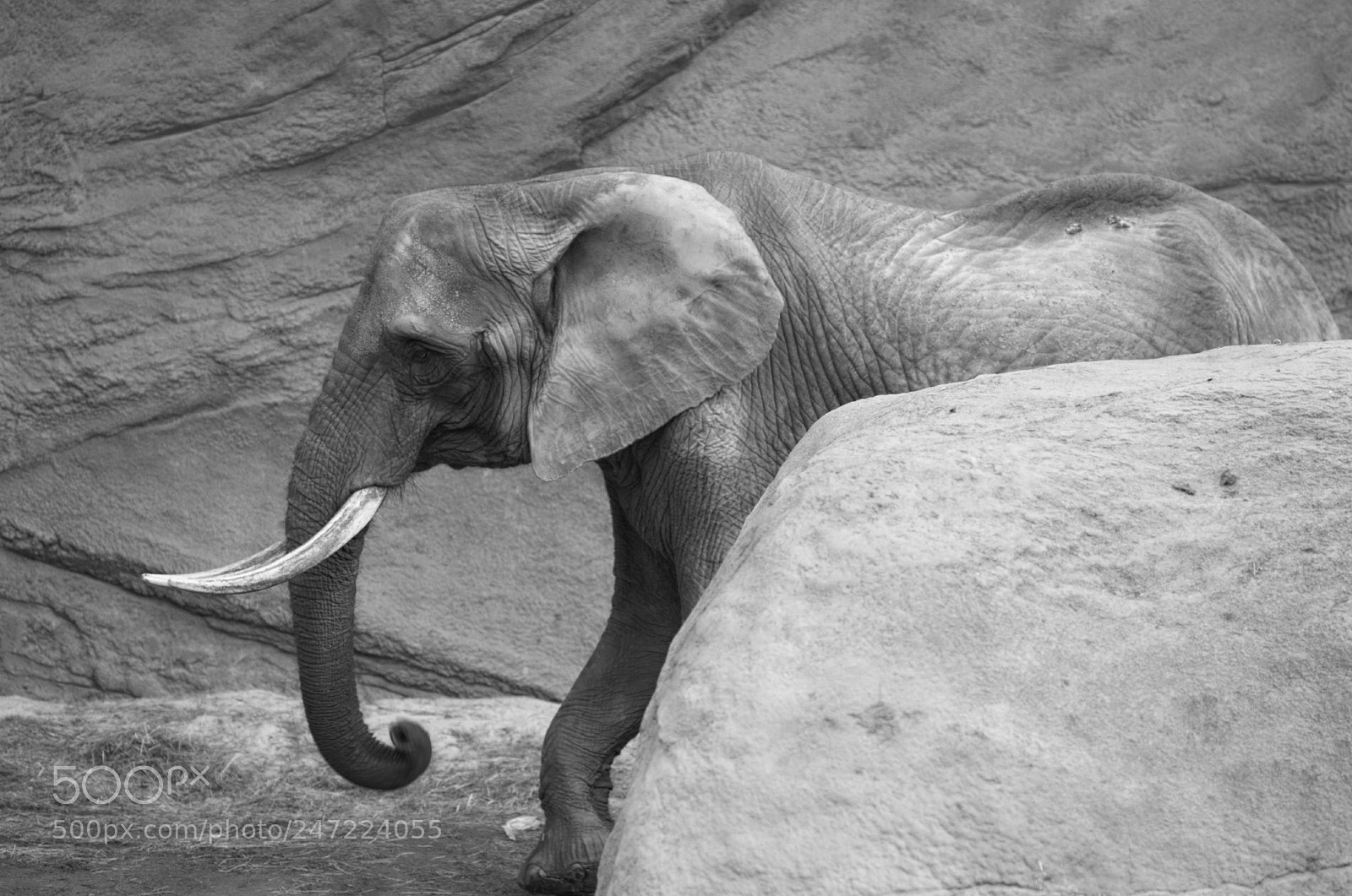 Nikon D700 sample photo. Elephant photography