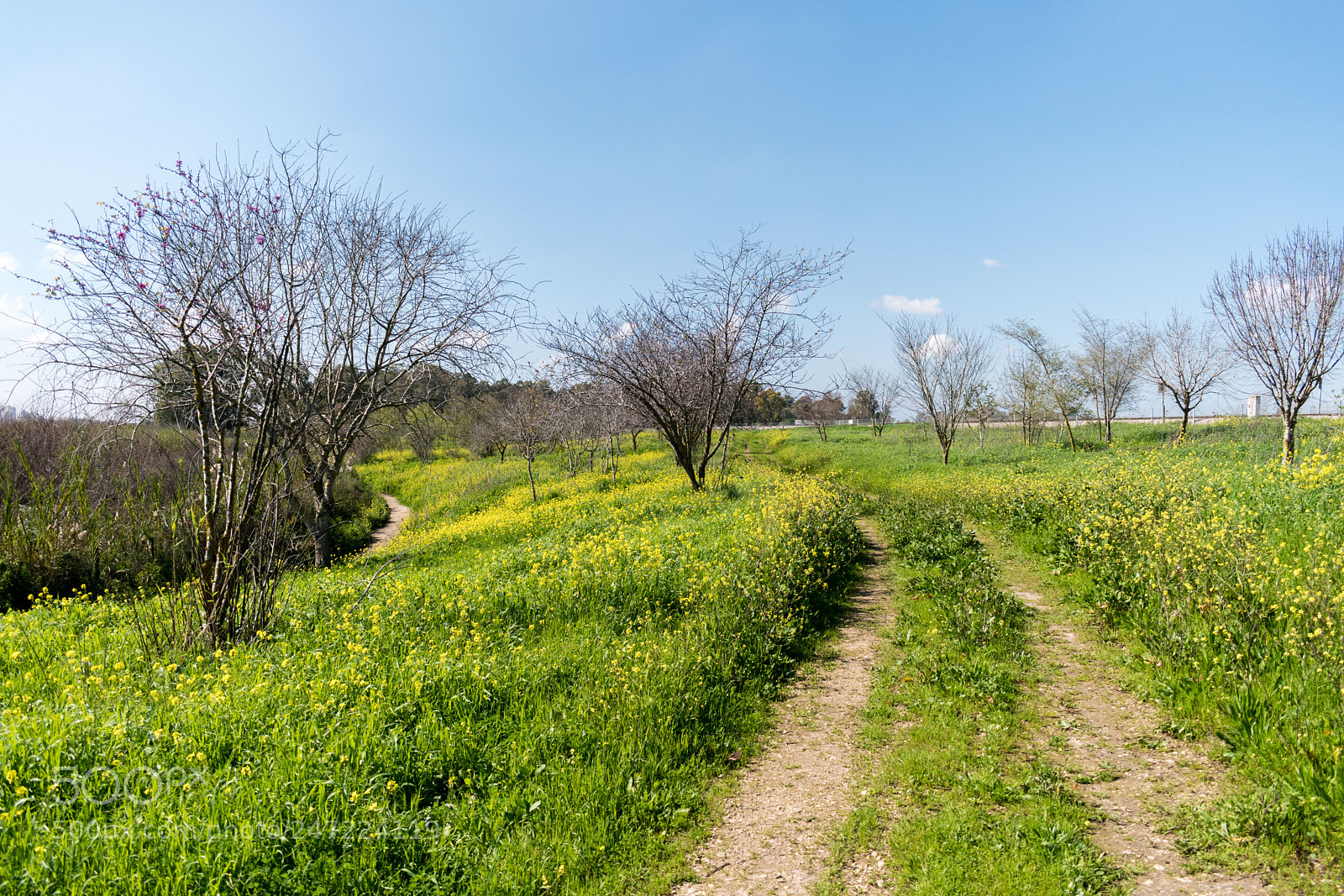 Nikon D5600 sample photo. Winding path photography