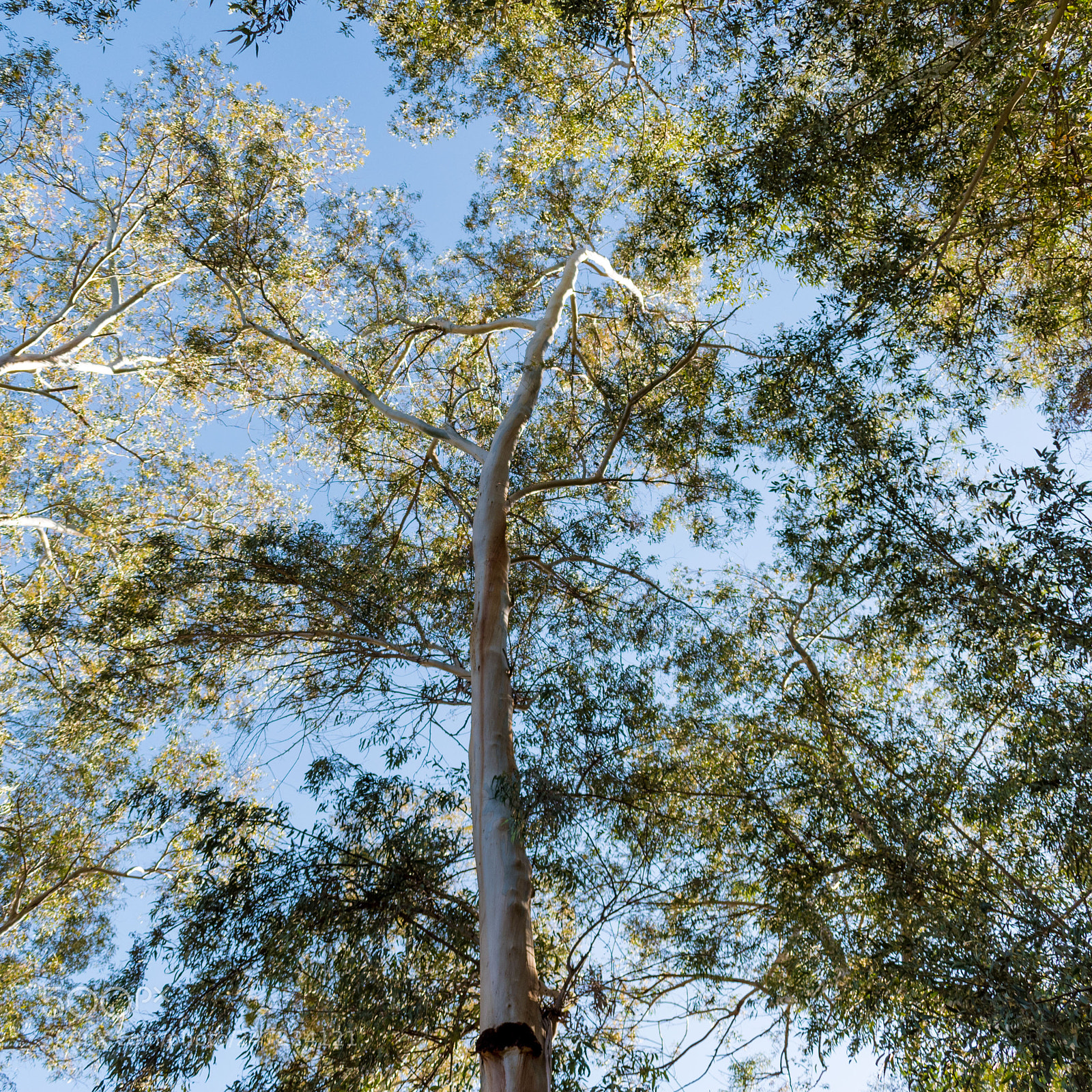 Nikon D5600 sample photo. Treetops photography