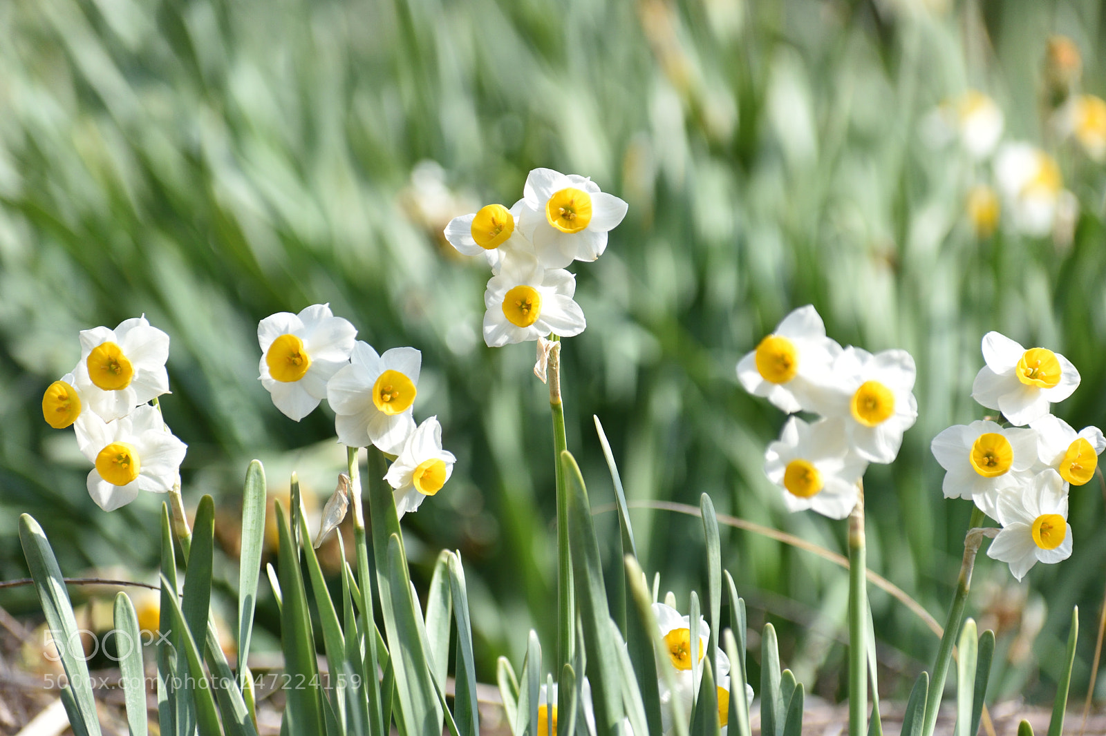 Nikon D5600 sample photo. 水仙 photography
