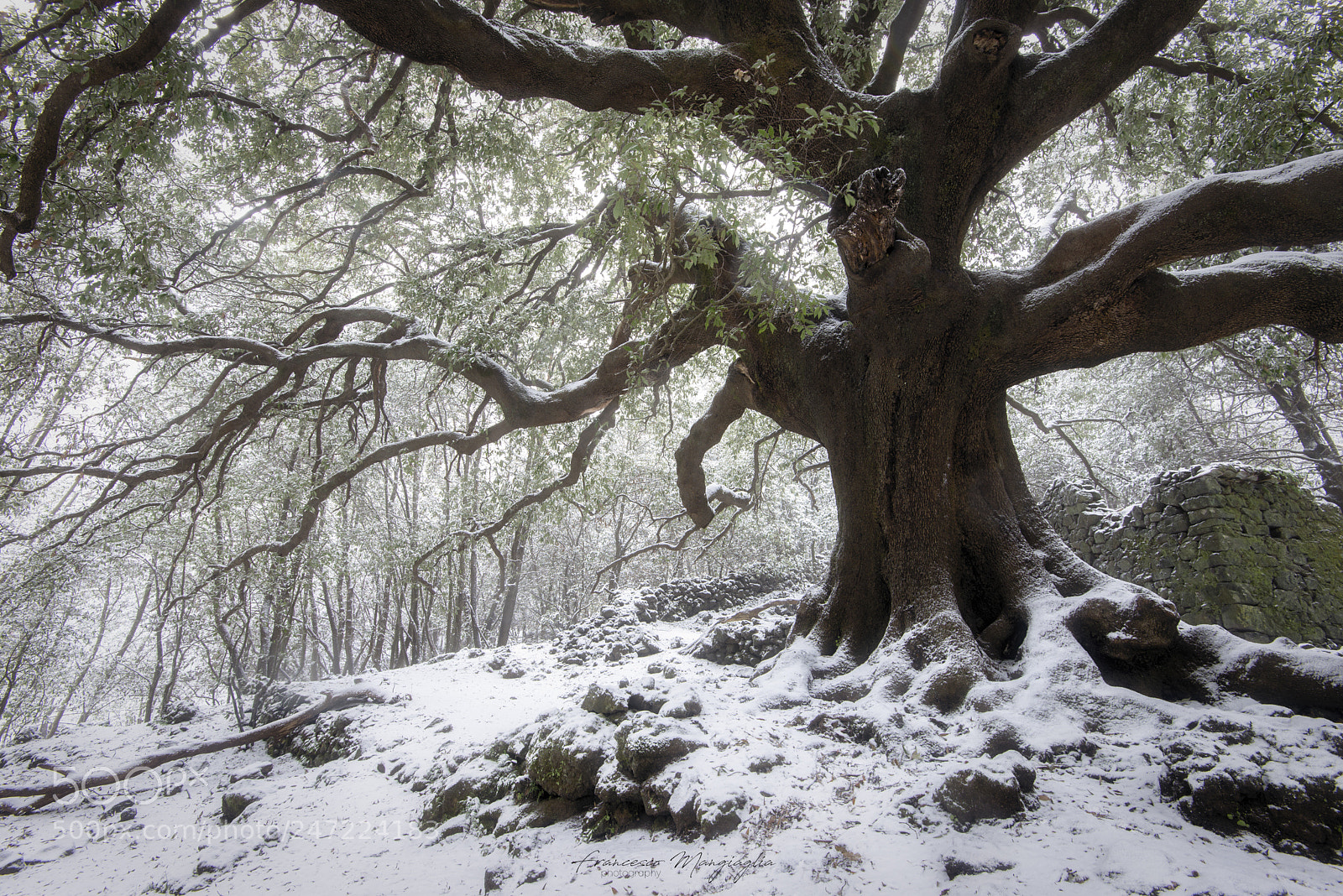 Nikon D610 sample photo. Under the oak-winter photography