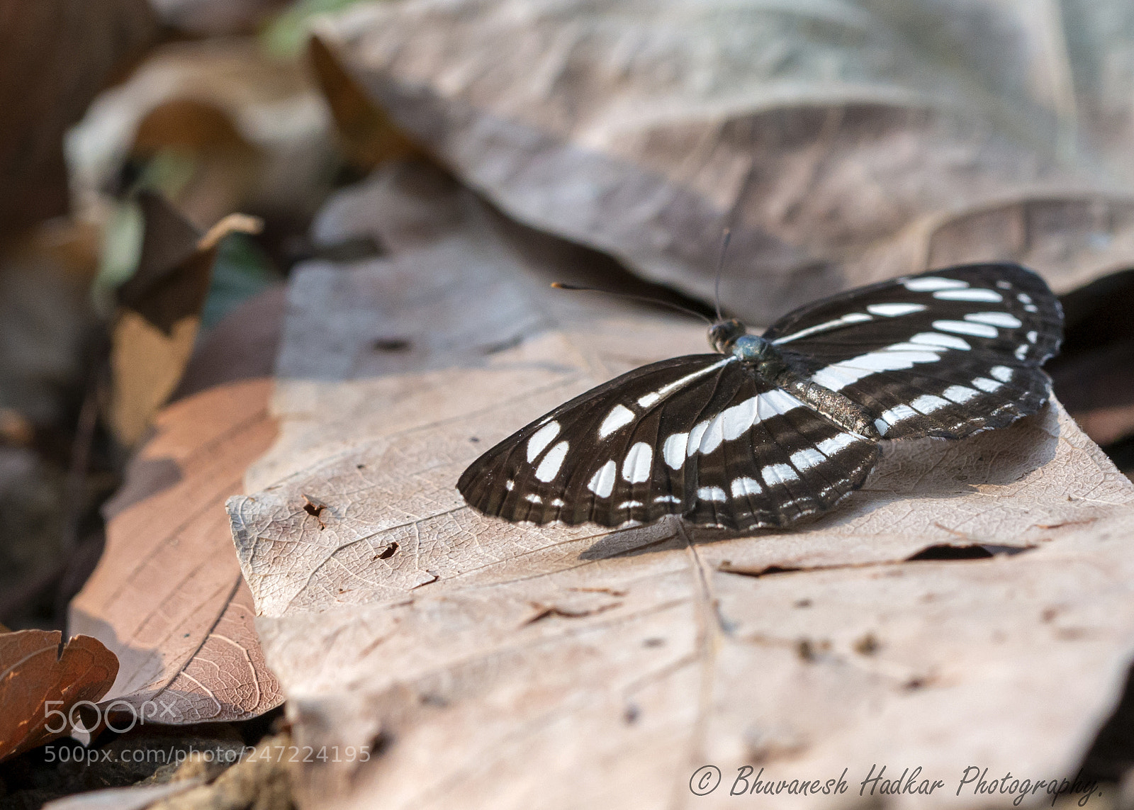 Nikon D800 sample photo. Neptis hylas photography