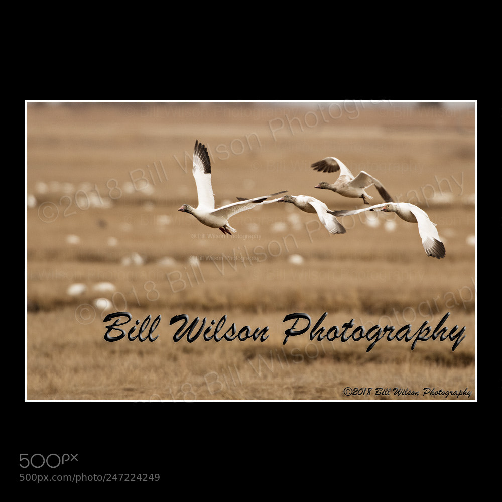 Nikon D500 sample photo. Muddy snow geese flight photography