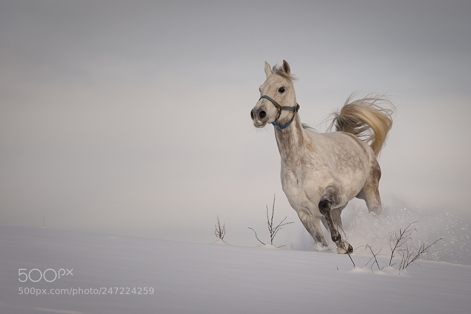Nikon D610 sample photo. Snow feeling photography