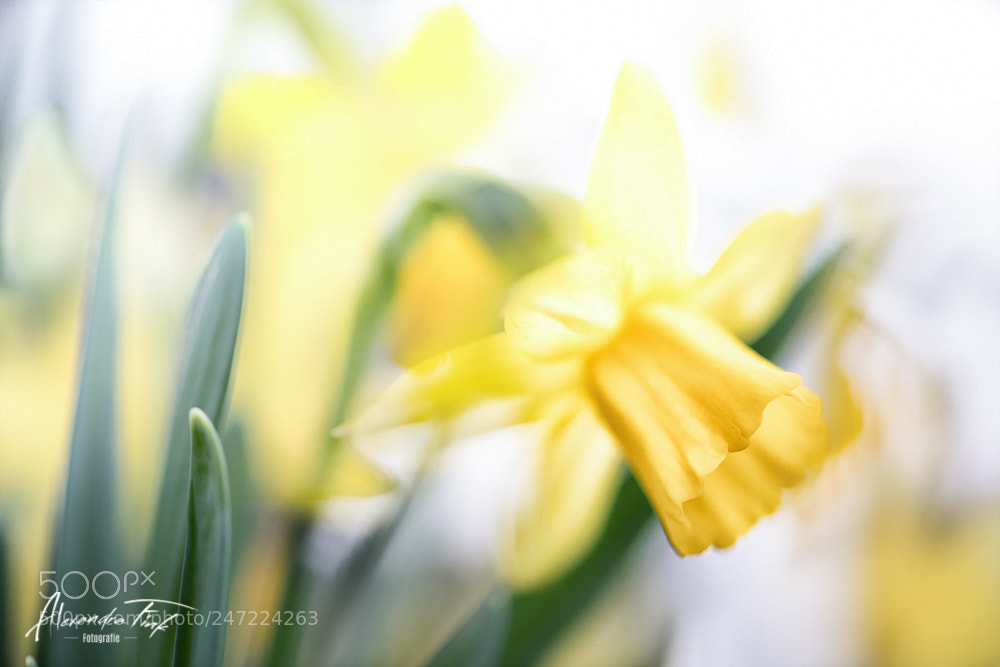 Nikon D850 sample photo. Flowerpower ii photography