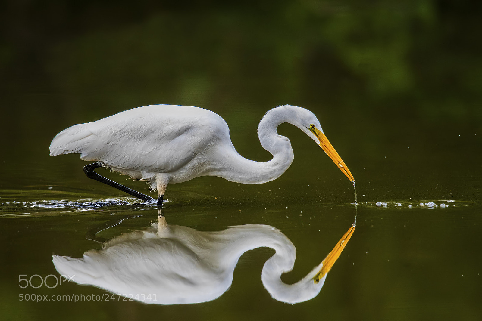Nikon D850 sample photo. Great egret photography