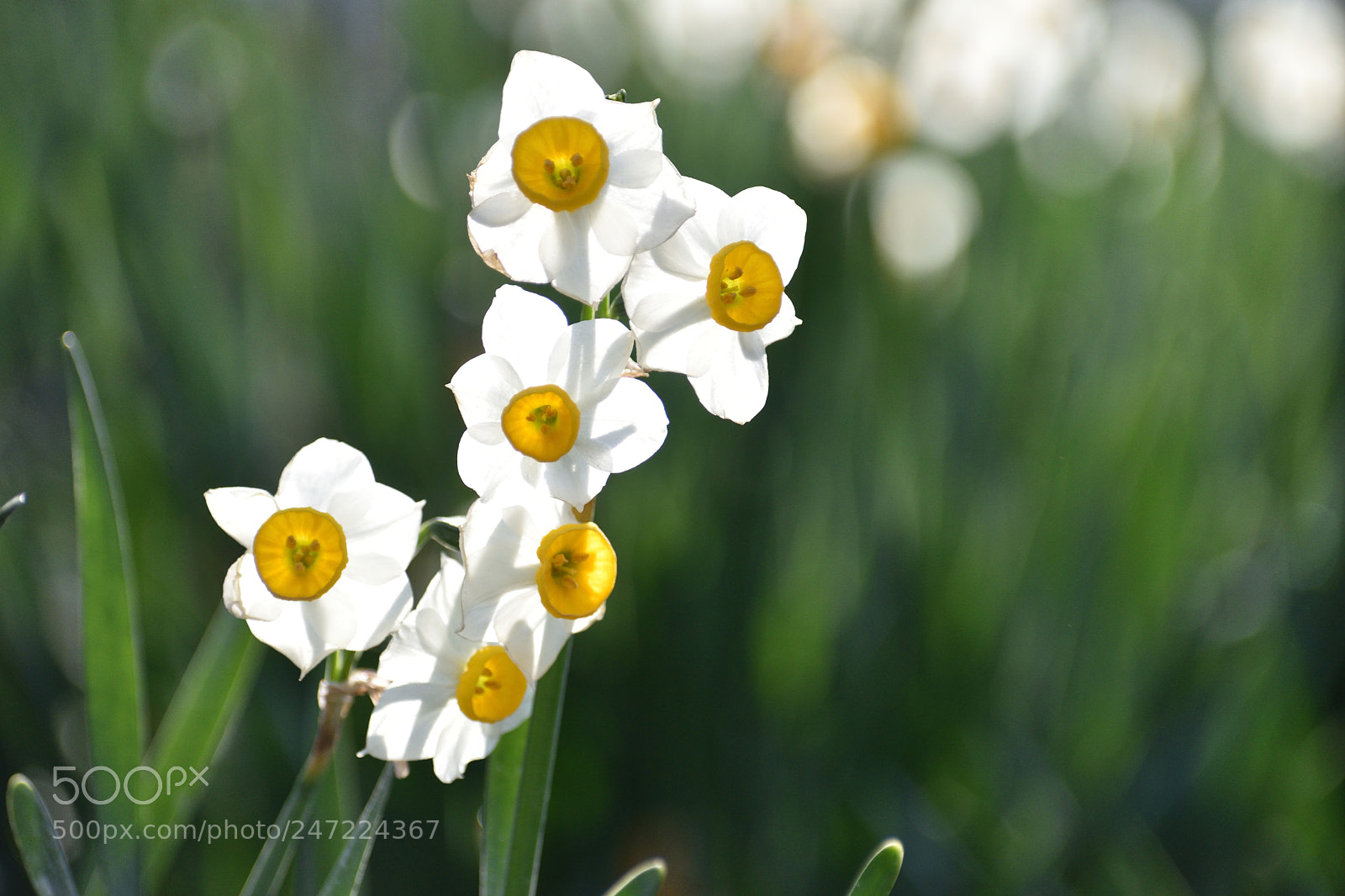 Nikon D5600 sample photo. Narcissus photography