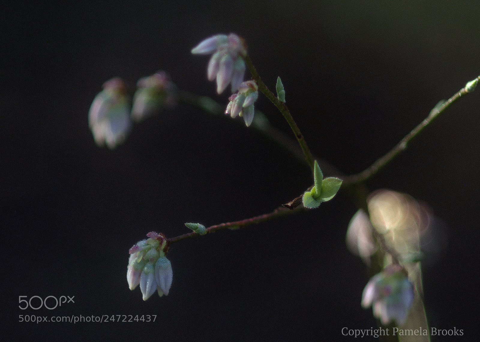 Nikon D90 sample photo. Blueberry plant photography