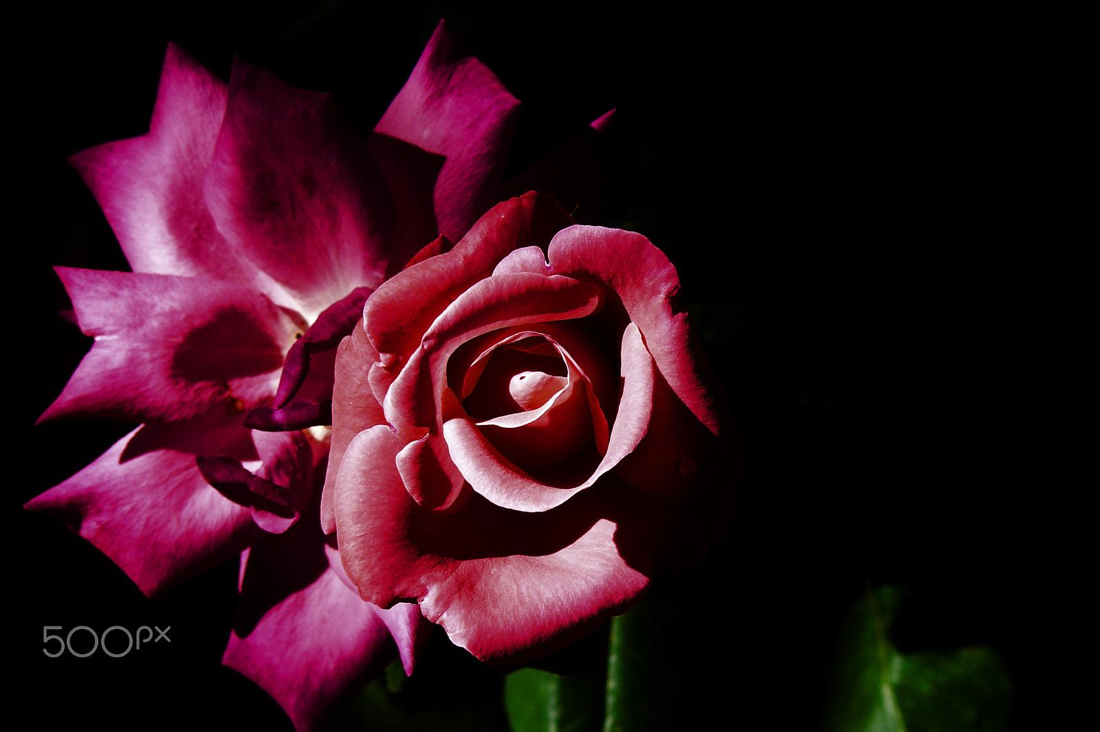 Panasonic DMC-FZ8 sample photo. Pink roses photography