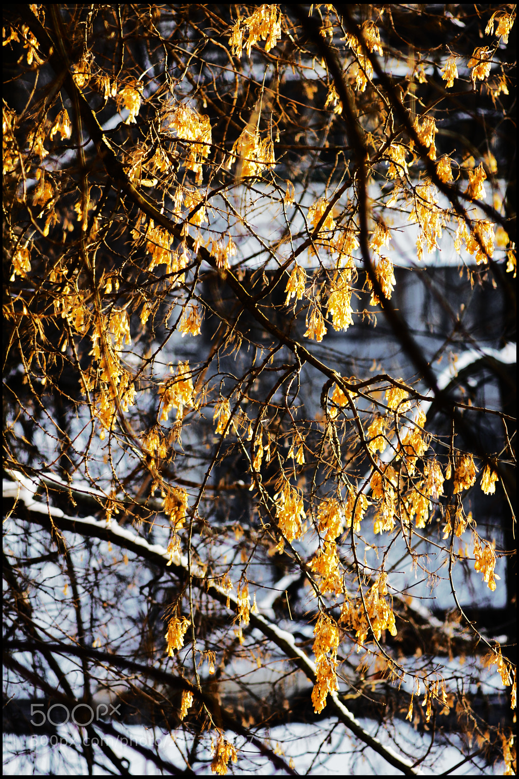 Canon EOS 550D (EOS Rebel T2i / EOS Kiss X4) sample photo. Autumn time charm the photography