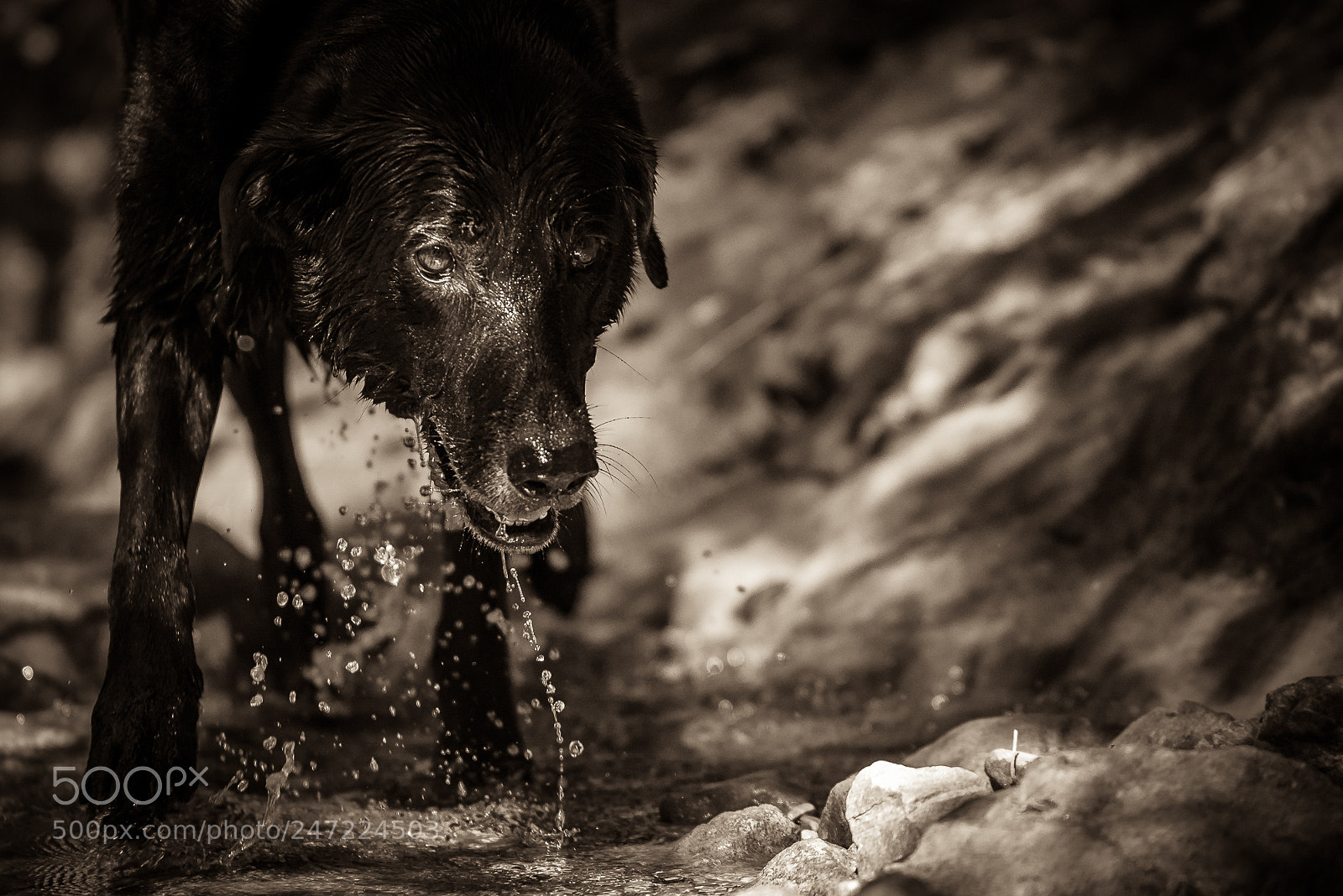 Nikon D610 sample photo. Mysteriously black dog photography