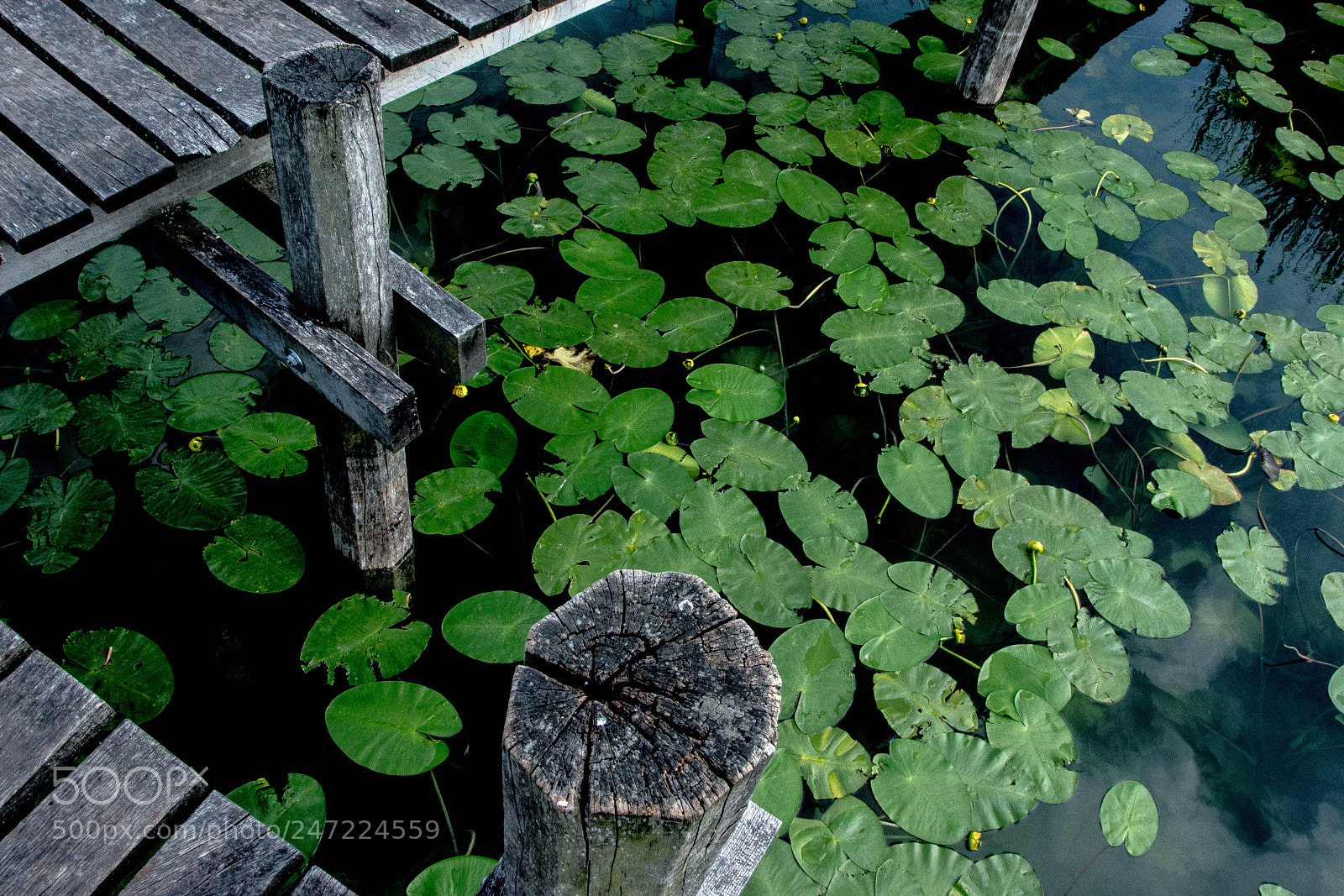 Nikon D7100 sample photo. Env lily leaves around photography