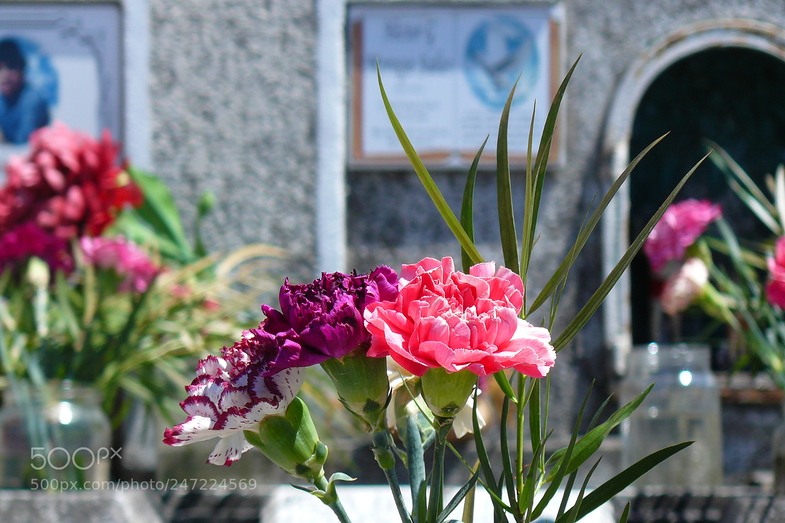 Panasonic DMC-FZ8 sample photo. Flowers photography