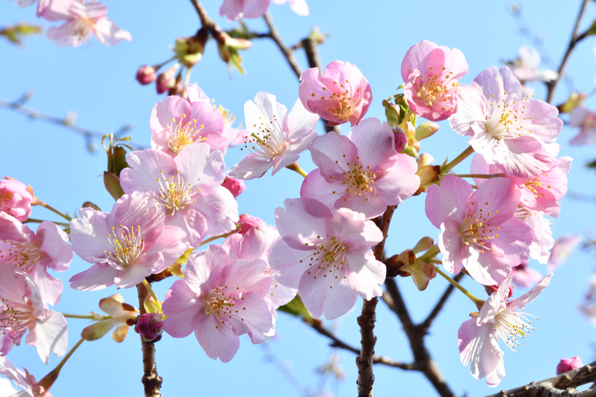 Nikon D500 + Nikon AF-S DX Nikkor 16-80mm F2.8-4E ED VR sample photo. 頼朝桜 photography