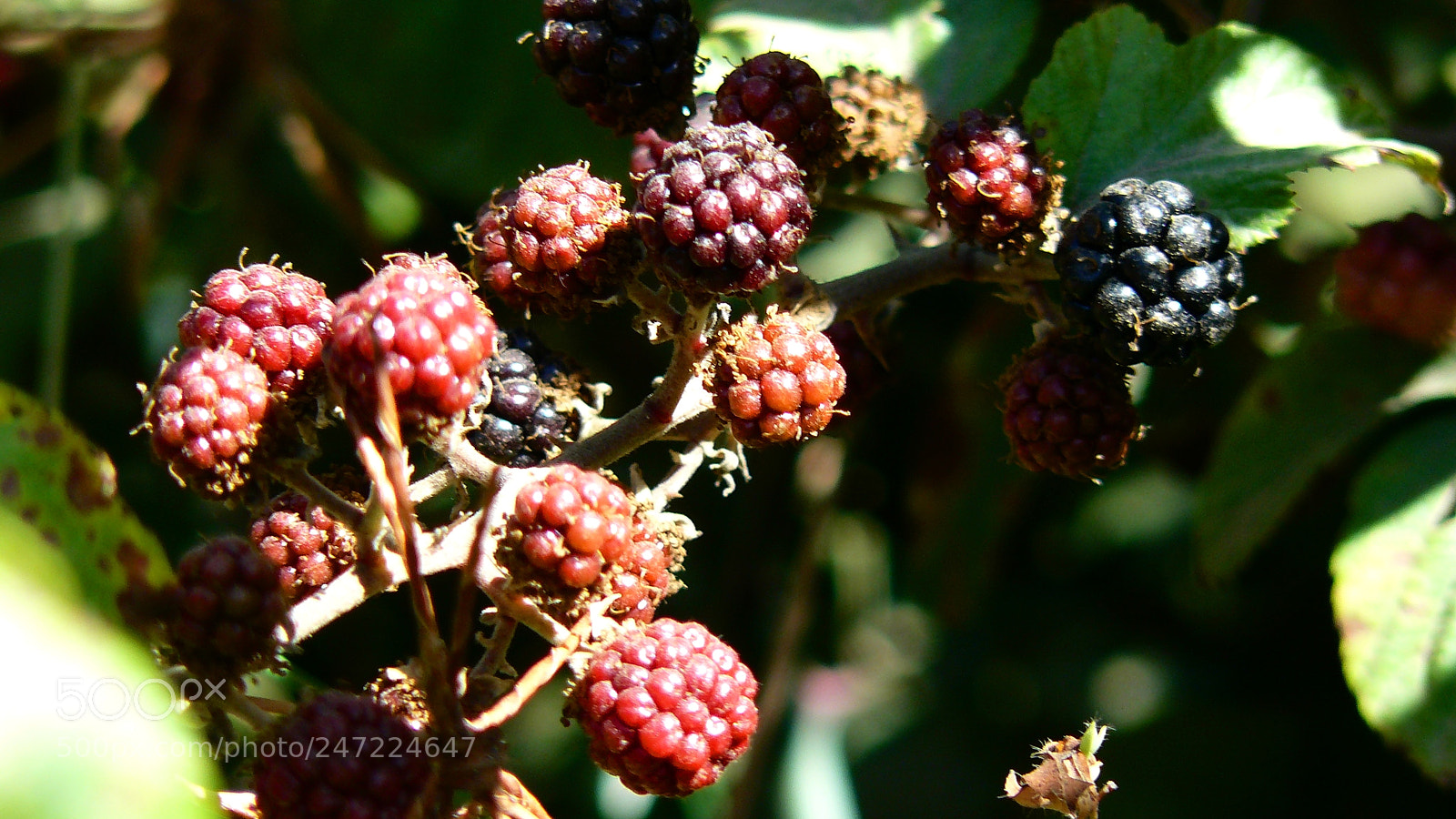 Panasonic DMC-FZ8 sample photo. Ripening photography