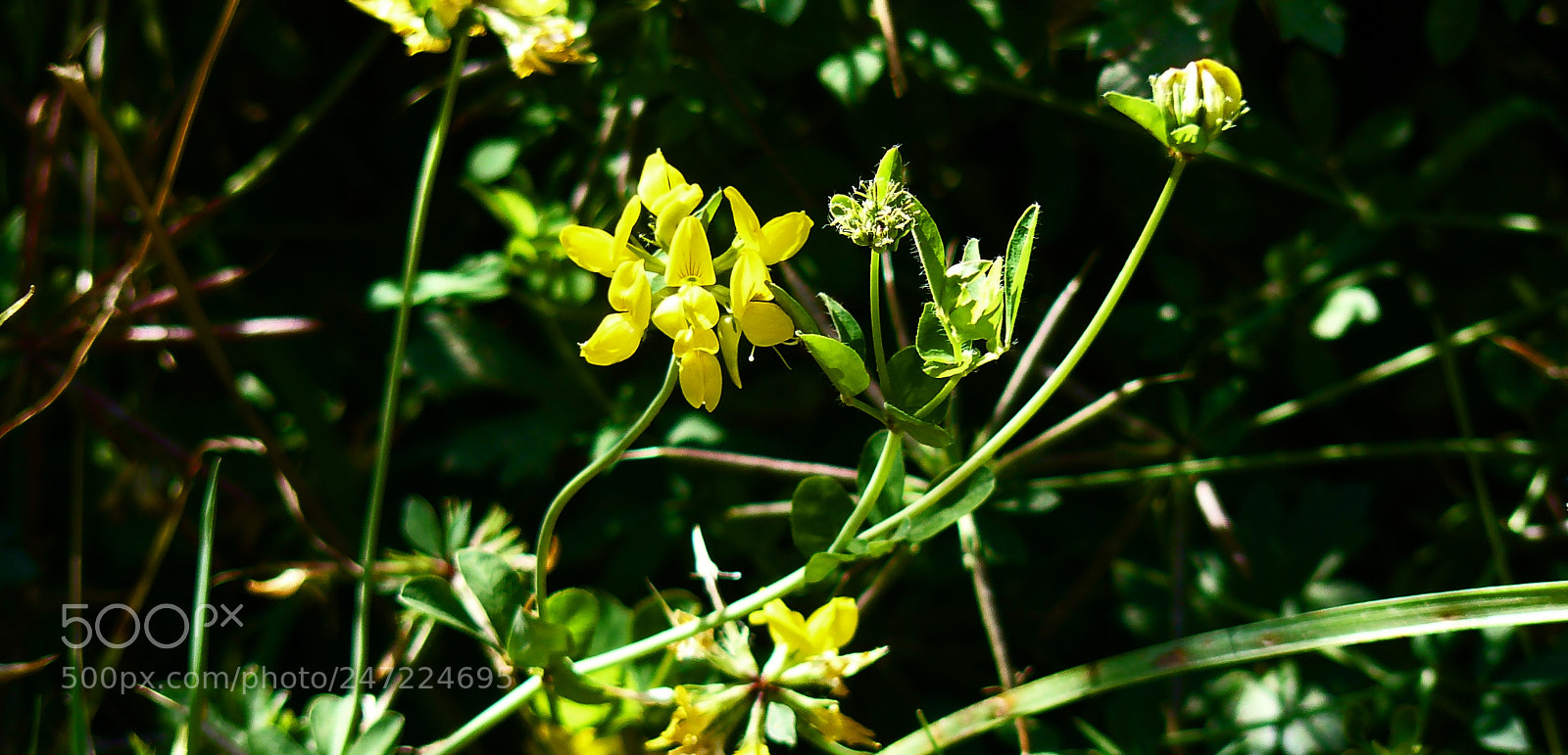 Panasonic DMC-FZ8 sample photo. Splash of yellow photography