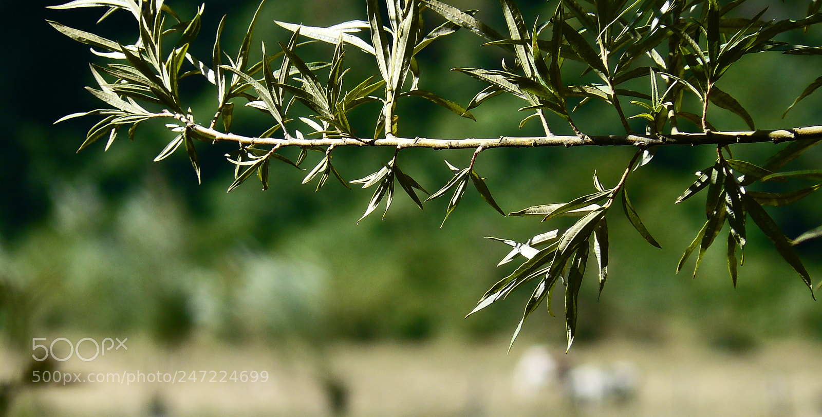 Panasonic DMC-FZ8 sample photo. The branch photography