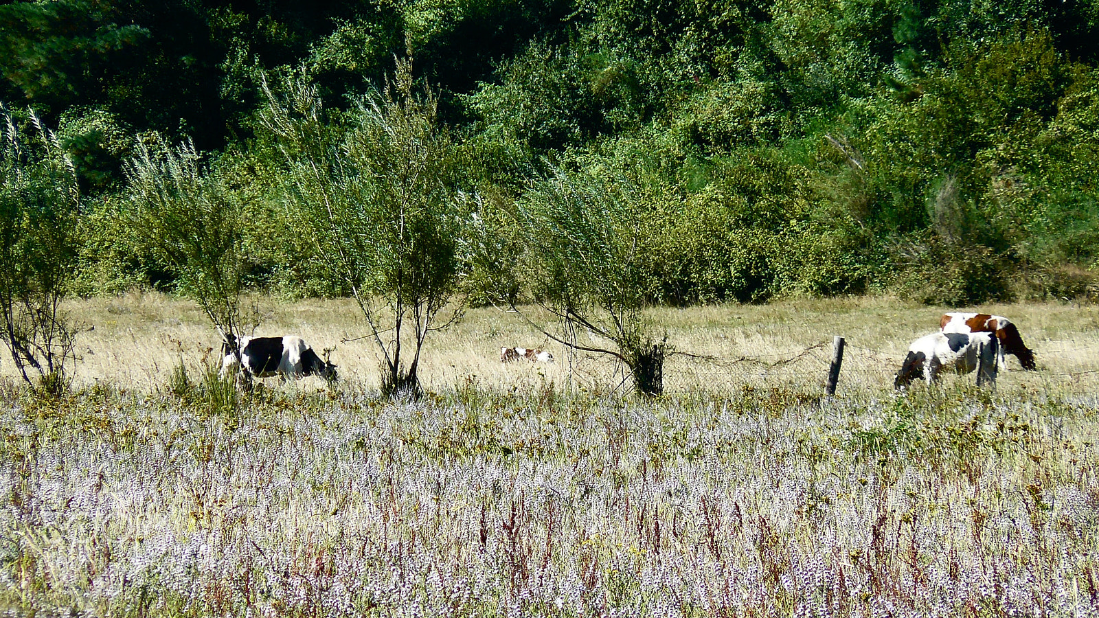 Panasonic DMC-FZ8 sample photo. Pasture photography