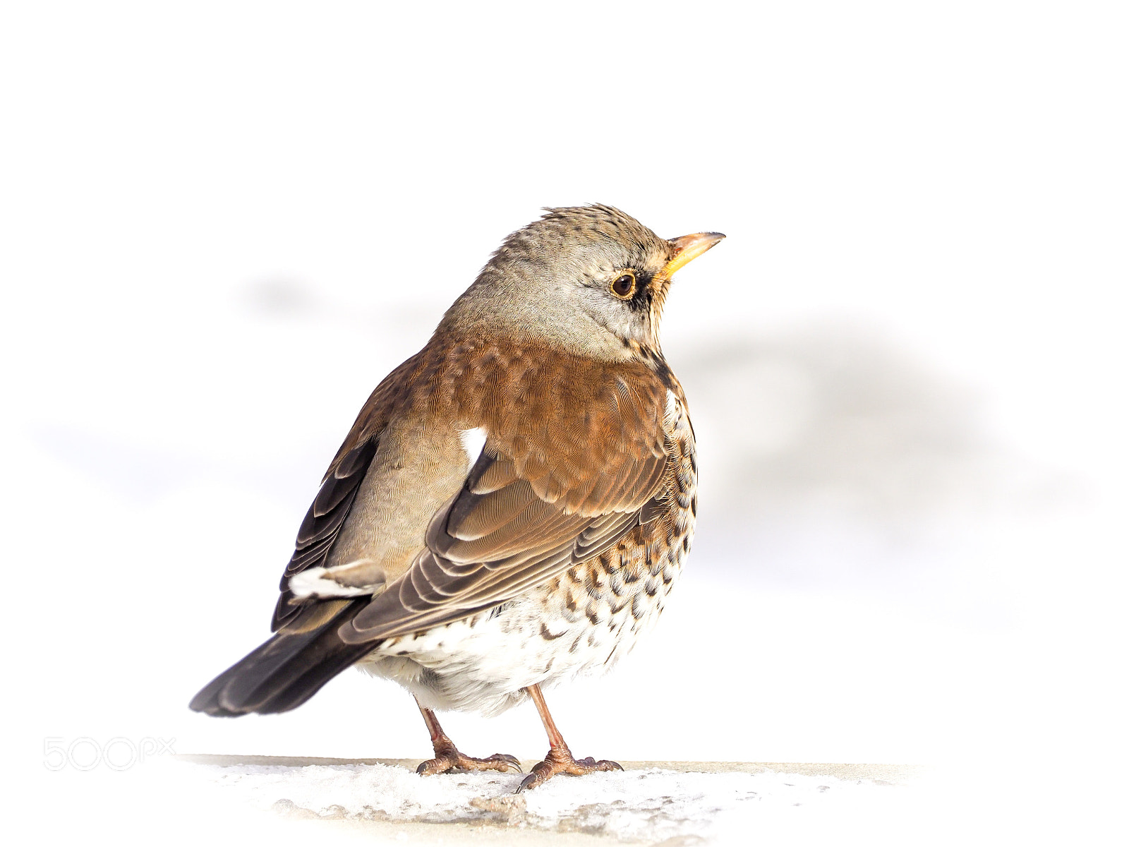 Olympus OM-D E-M1 Mark II sample photo. Think its a fieldfare photography