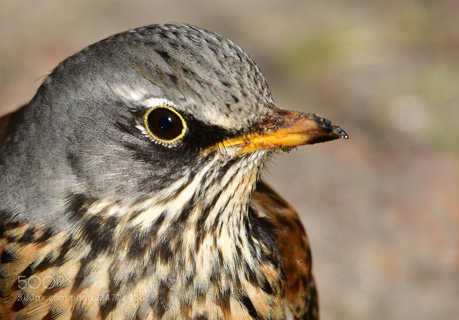 Nikon D500 sample photo. Kramsvogel photography