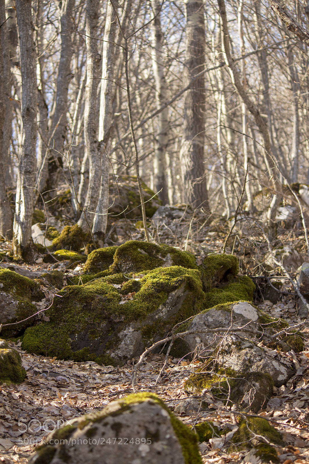 Canon EOS 650D (EOS Rebel T4i / EOS Kiss X6i) sample photo. Forest rocks photography