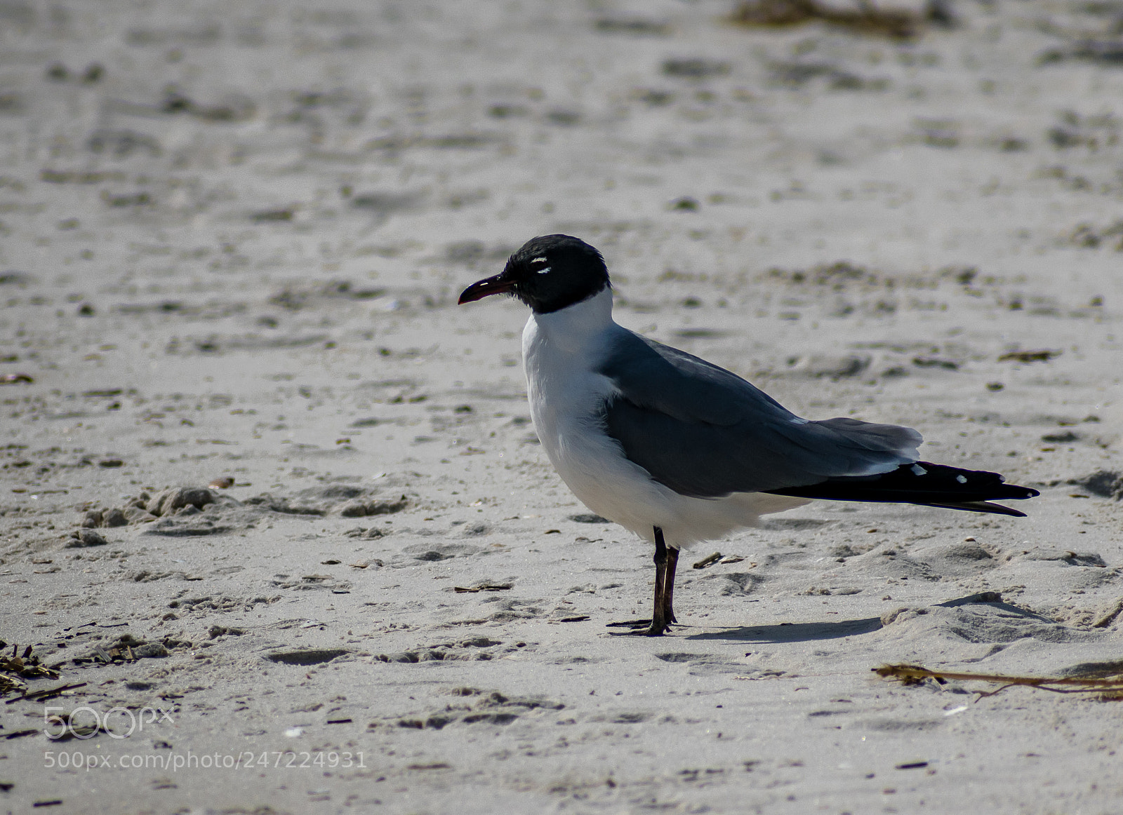 Nikon D3400 sample photo. Laughing gull photography