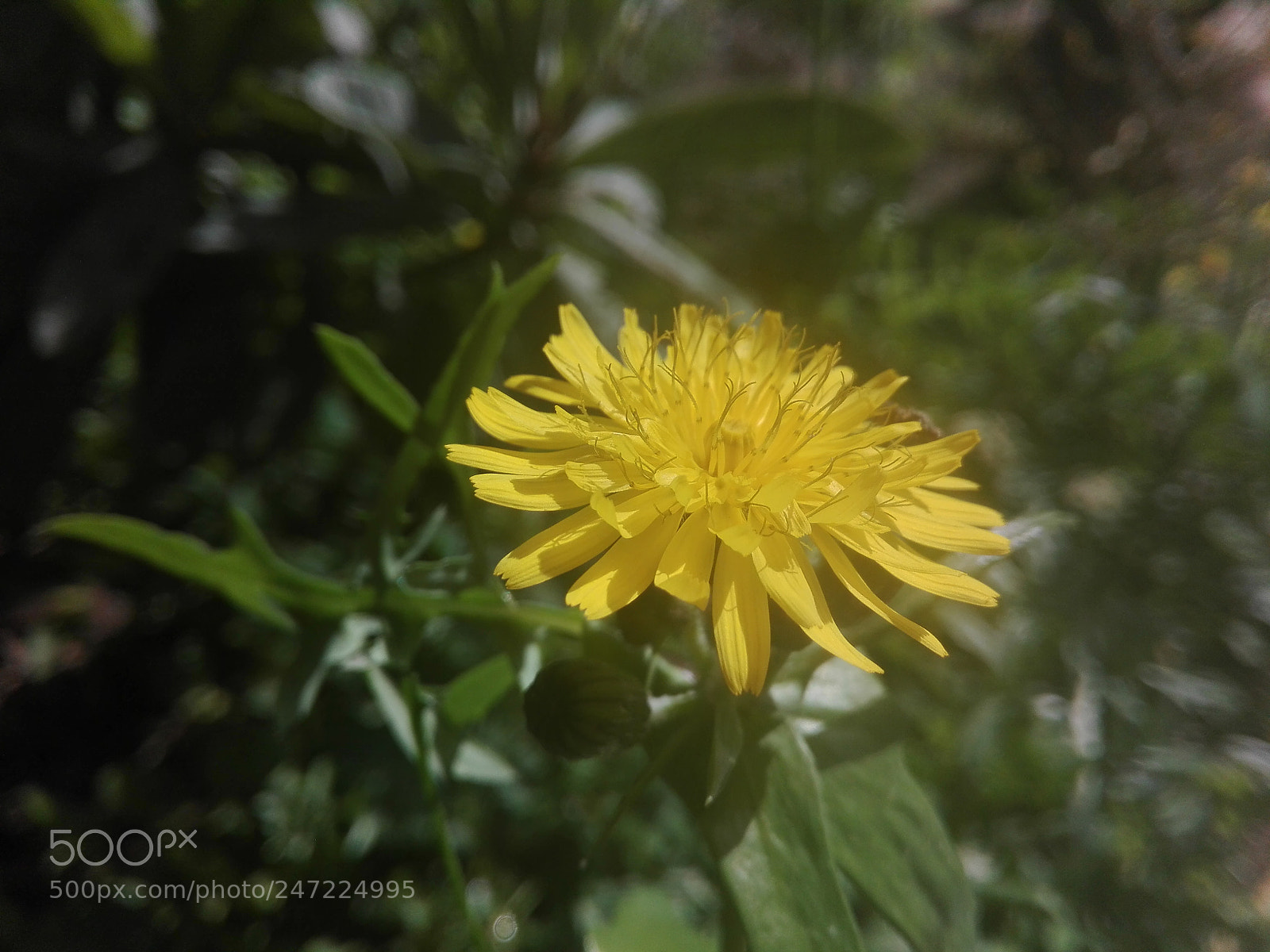 HUAWEI Y6II sample photo. Yellow flower photography
